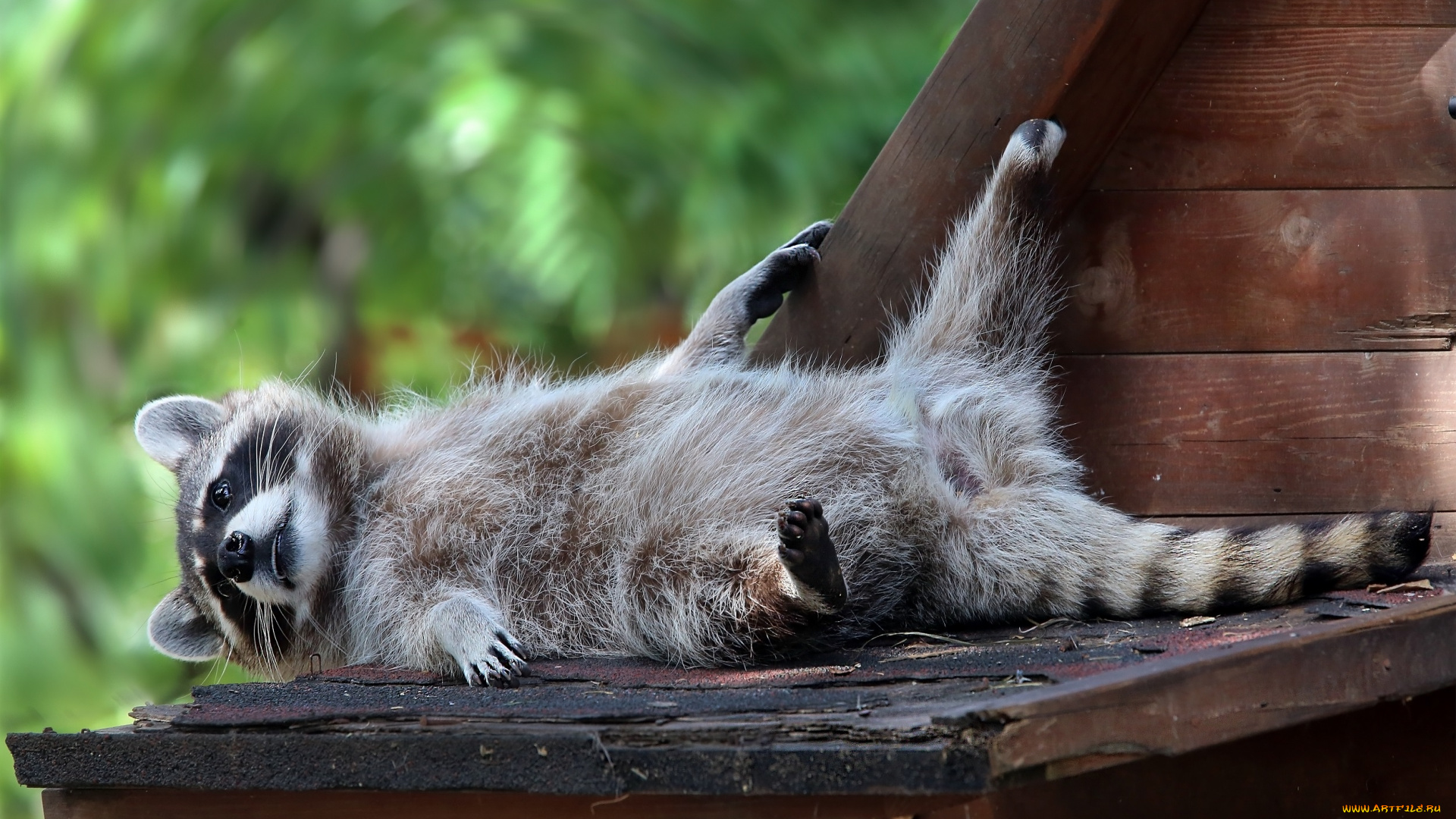 животные, еноты, фауна, сюжет, репортаж, природа, отдых, крыша, жанр, животный, мир, мех, лето, зоопарк, жилище, зарисовка