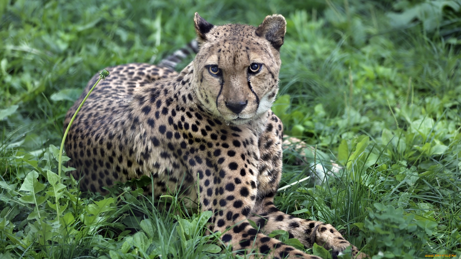 животные, гепарды, животный, мир, солнечно, хвост, природа, лужайка, экзотика, кошачьи, зоопарк, хищник, сюжет, фауна