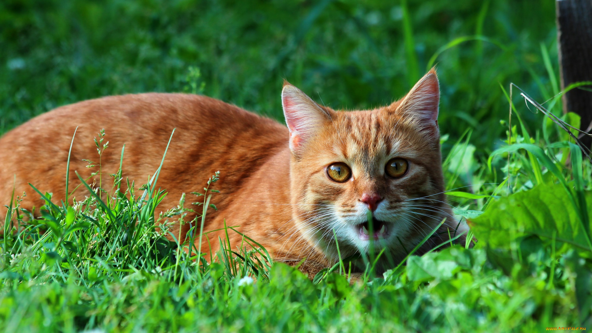 животные, коты, кошки, кот, дача, стёпка, степан, рыжий, природа, питомцы, лето