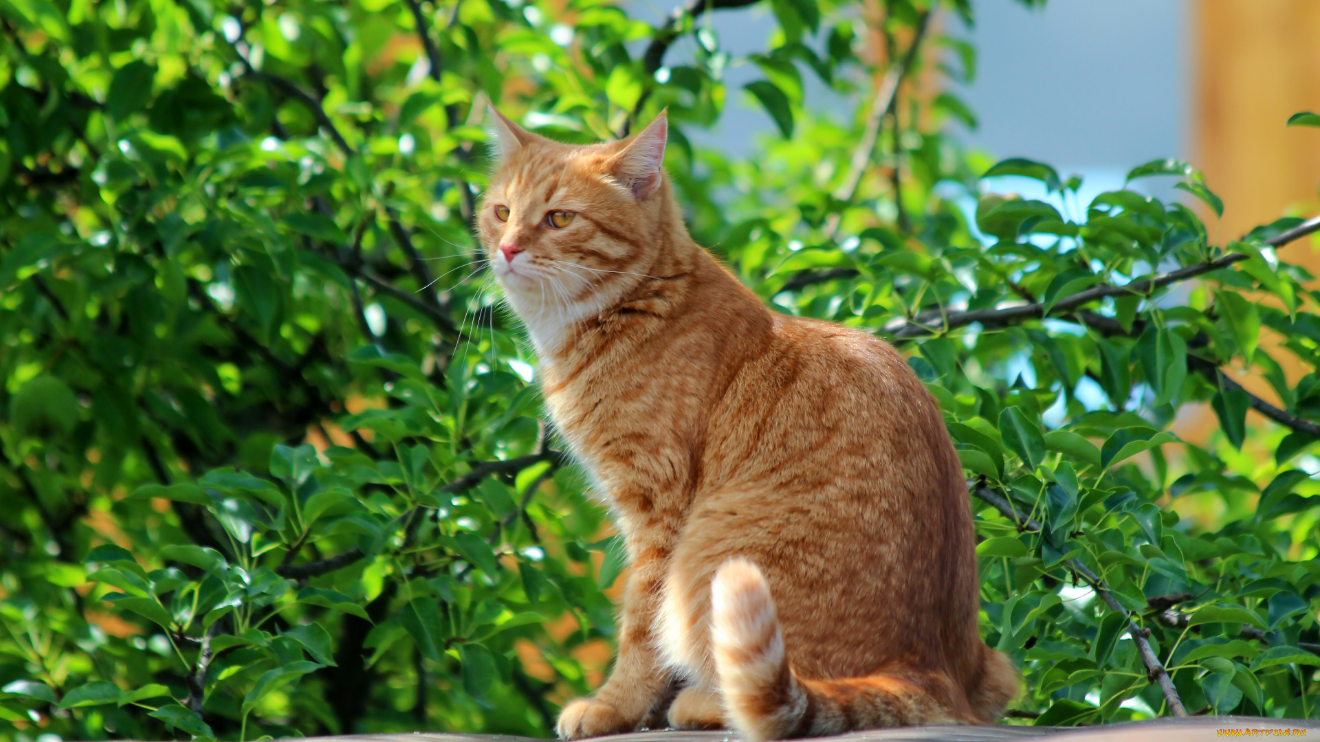 животные, коты, лето, природа, рыжий, кот, степан, стёпка, кошки, дача