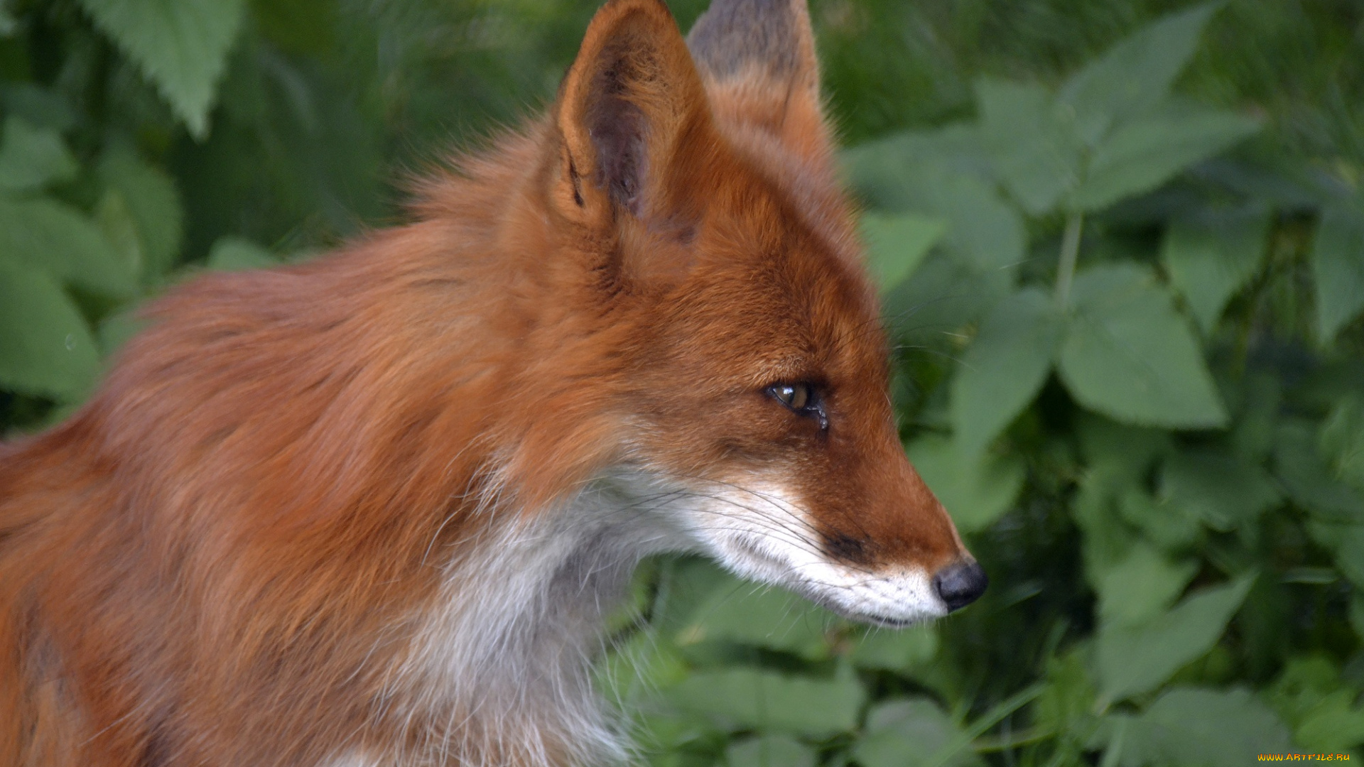 животные, лисы, москва, хищник, июль, лето, лиса, зоопарк, город