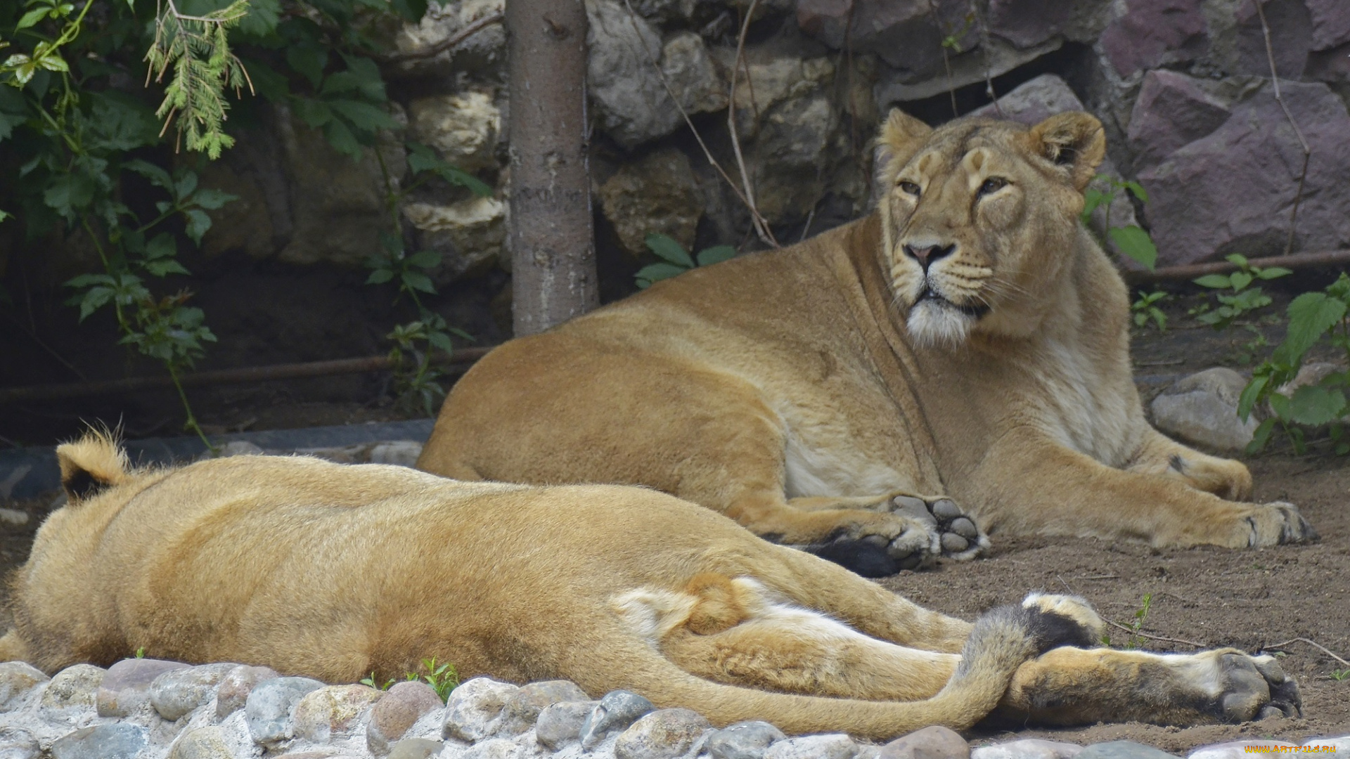 животные, львы, москва, лев, лето, кошка, июль, зоопарк, хищник, город