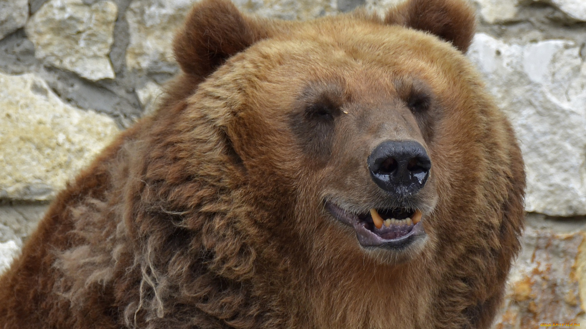 животные, медведи, хищник, портрет, москва, медведь, лето, июль, зоопарк, город