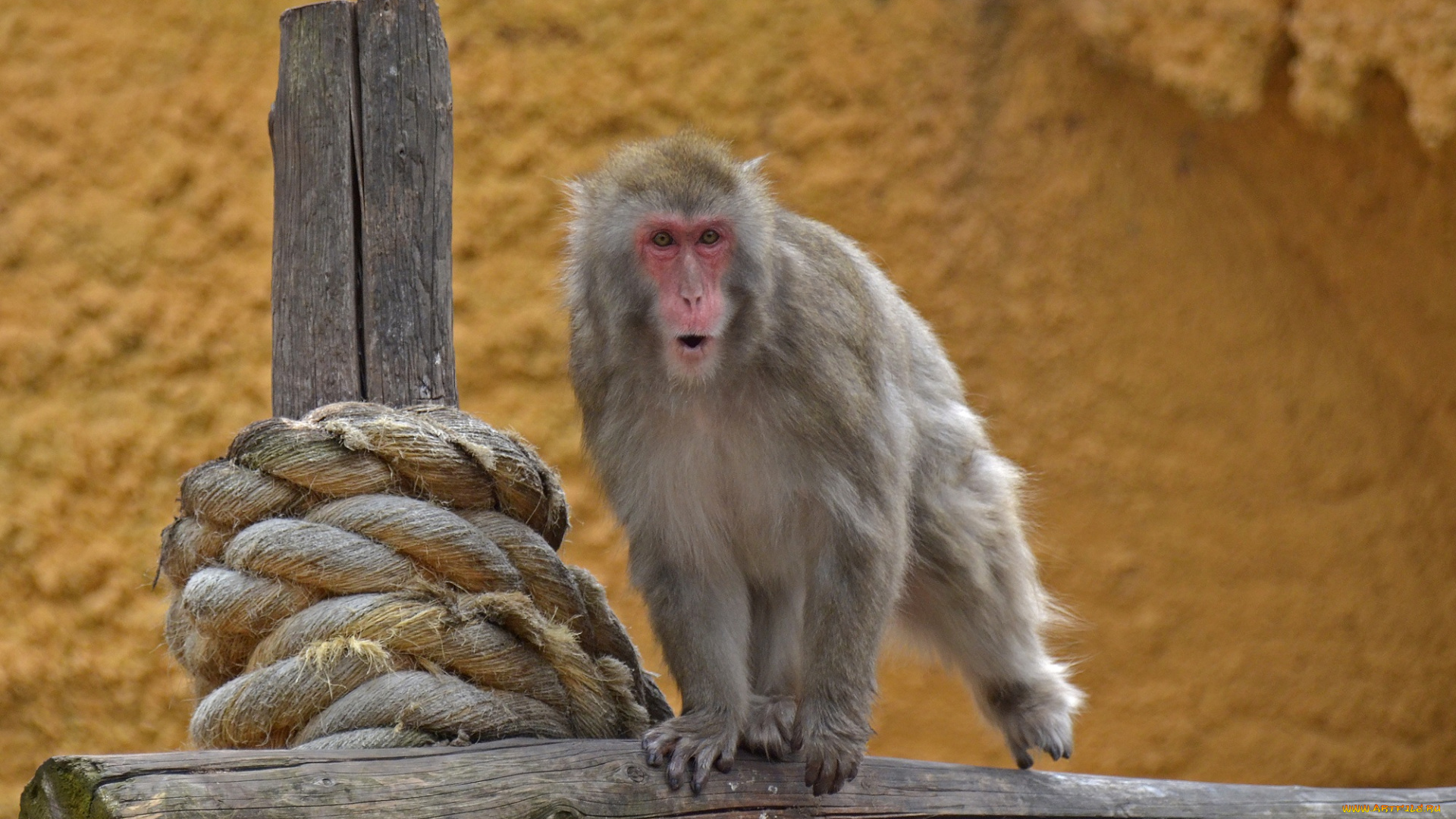 животные, обезьяны, москва, макака, лето, обезьяна, июль, зоопарк, город