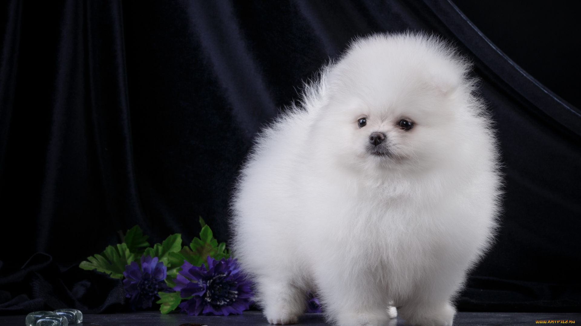 животные, собаки, щенок, пушистый, белый, шпиц