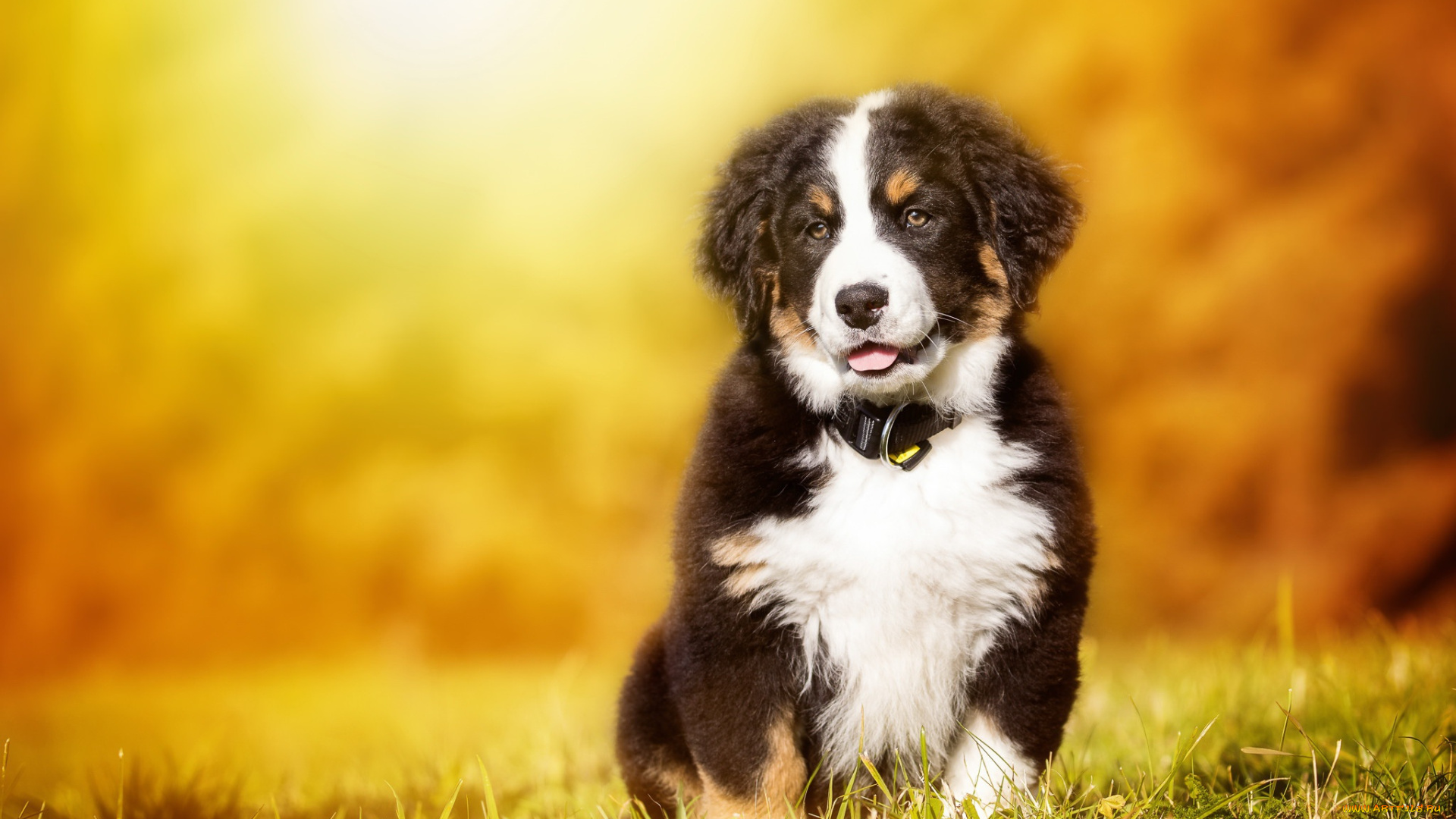 животные, собаки, щенок, собака, осень