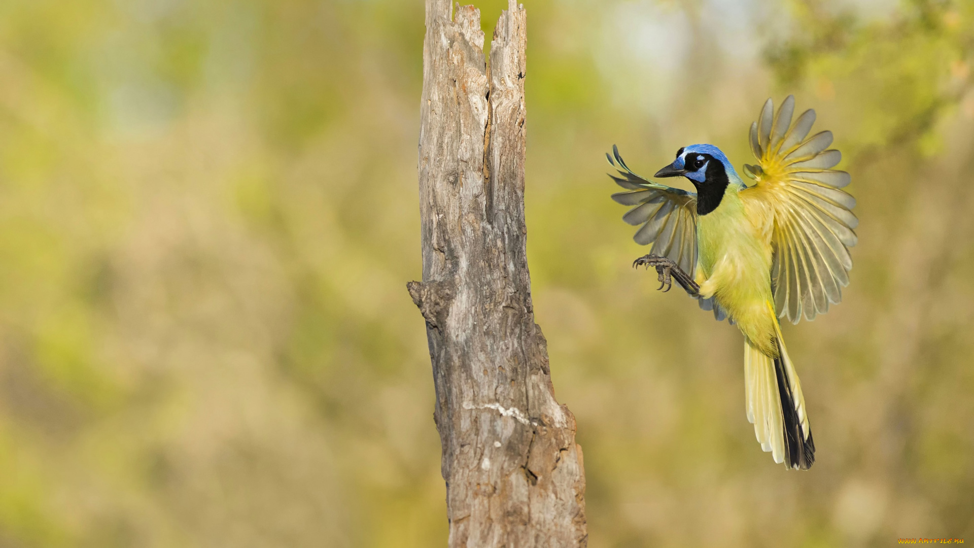 животные, сойки, полет, зеленый, сойка, посадка, крылья, птица