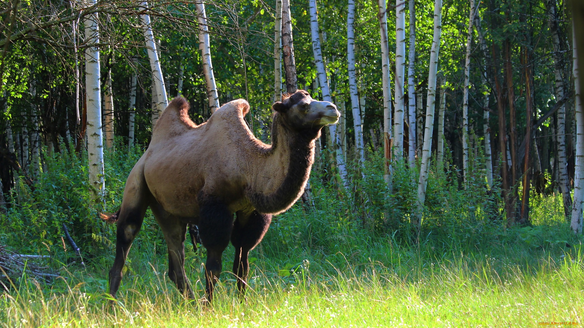 животные, верблюды, верблюд, рязань, природа, лето