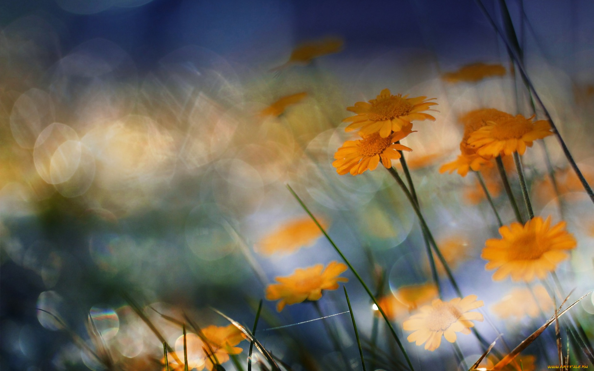 цветы, боке, природа