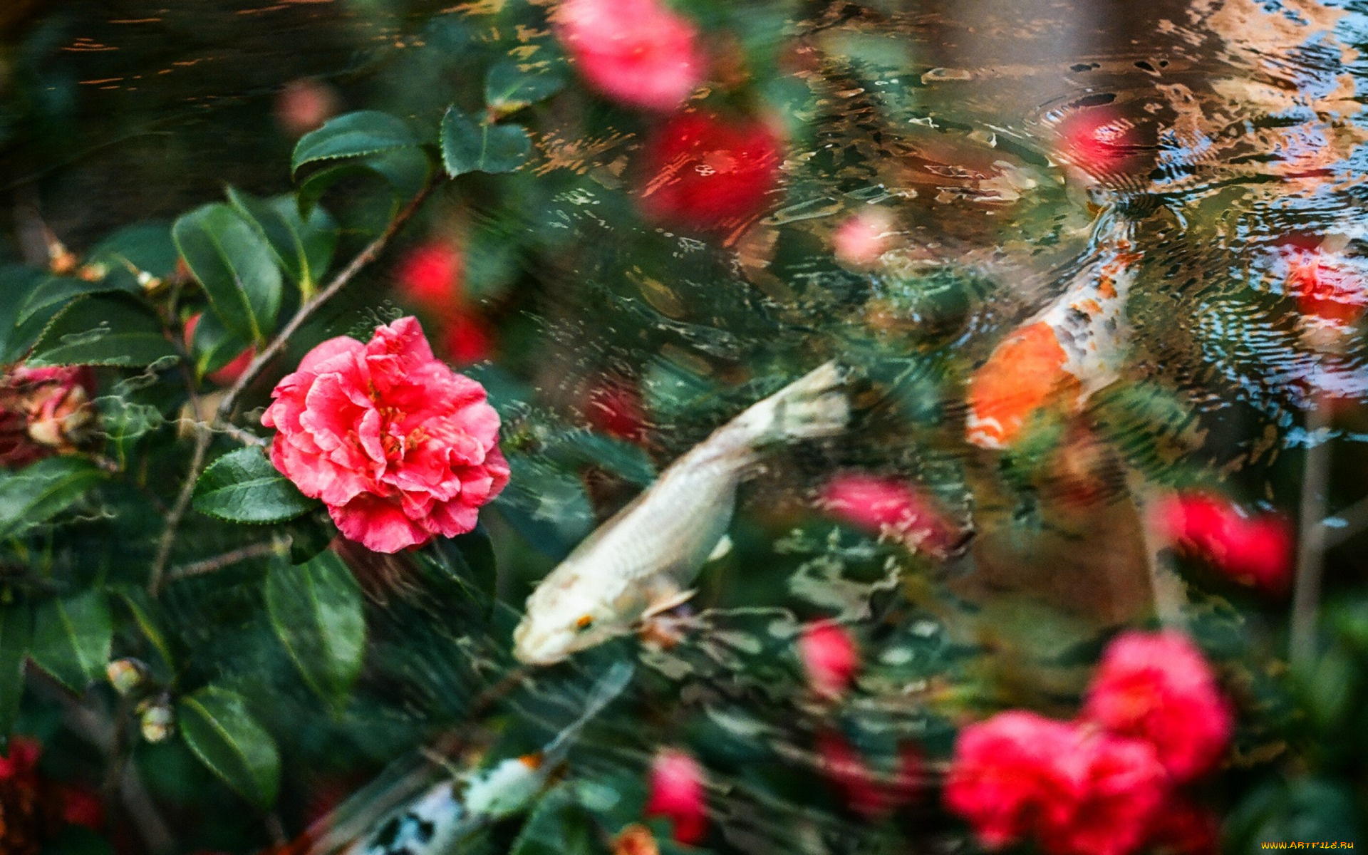 цветы, камелии, карпы, вода