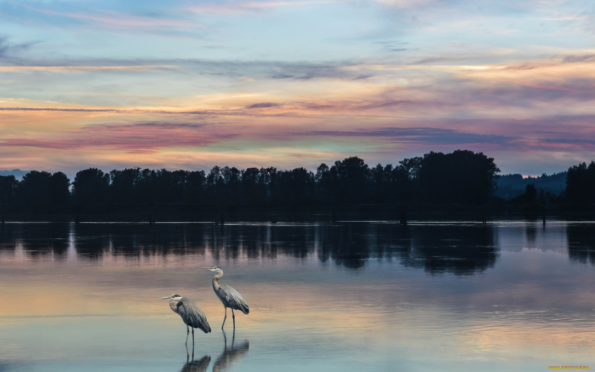 животные, цапли, , выпи, by, dashakern, река, природа, птицы, деревья, небо