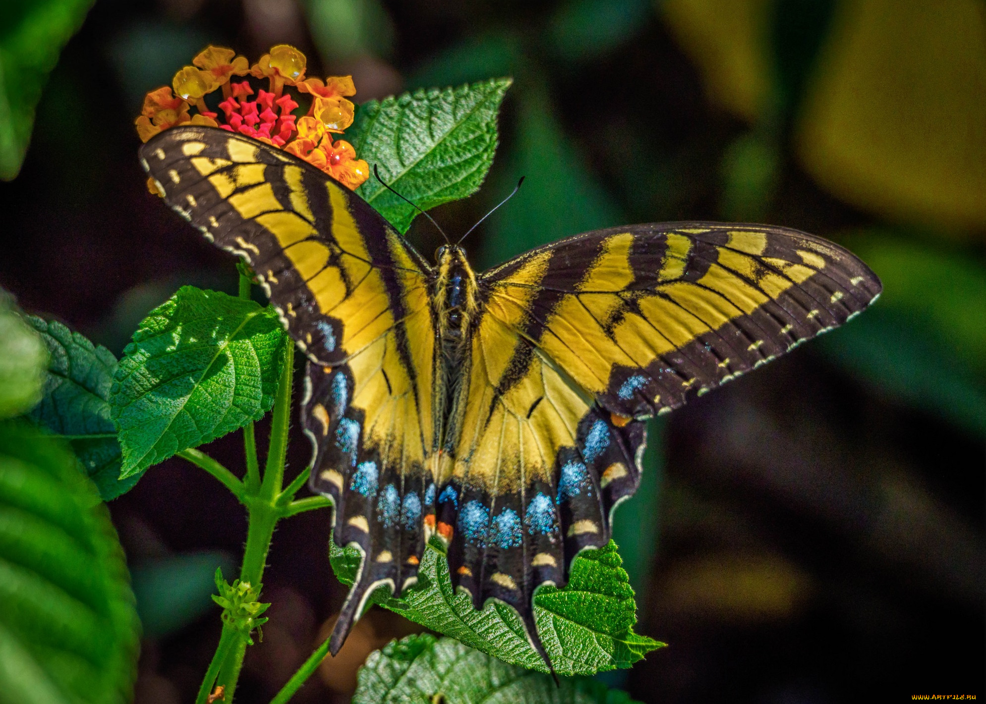 животные, бабочки, , мотыльки, , моли, бабочка