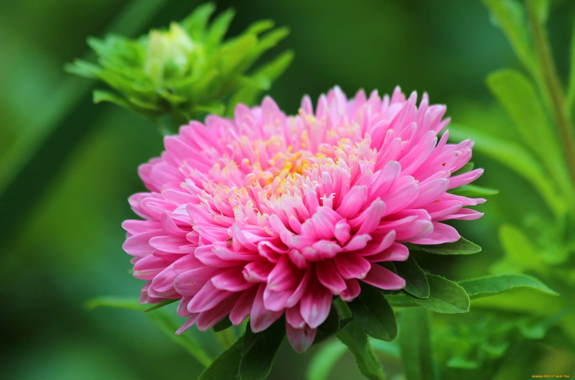 цветы, астры, лето, природа, цветение, красота, дача, астра