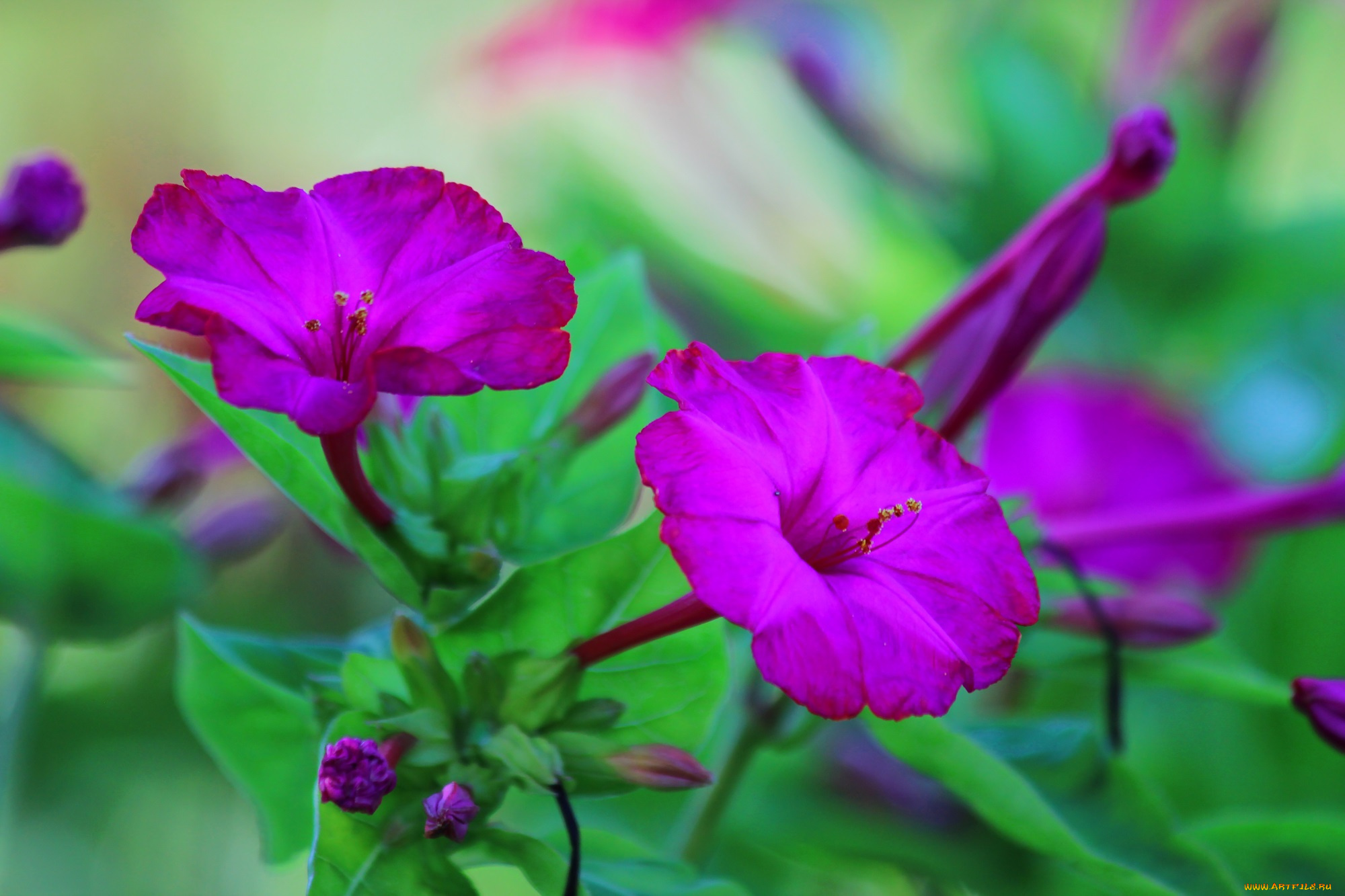 цветы, мирабилис, , ночная, красавица, мирабилис, лето, красота, дача, ночная, красавица, природа, цветение