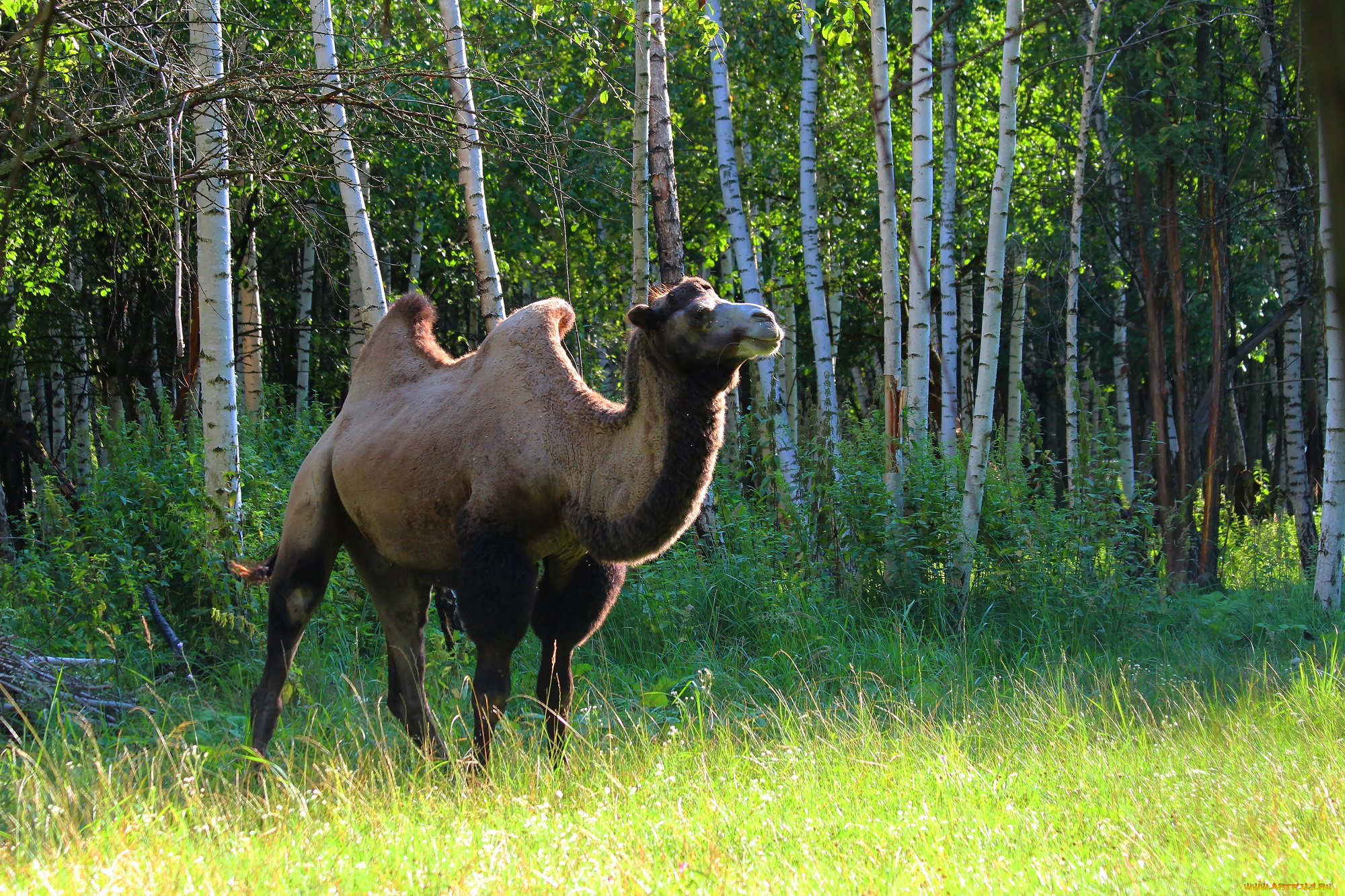 животные, верблюды, верблюд, рязань, природа, лето