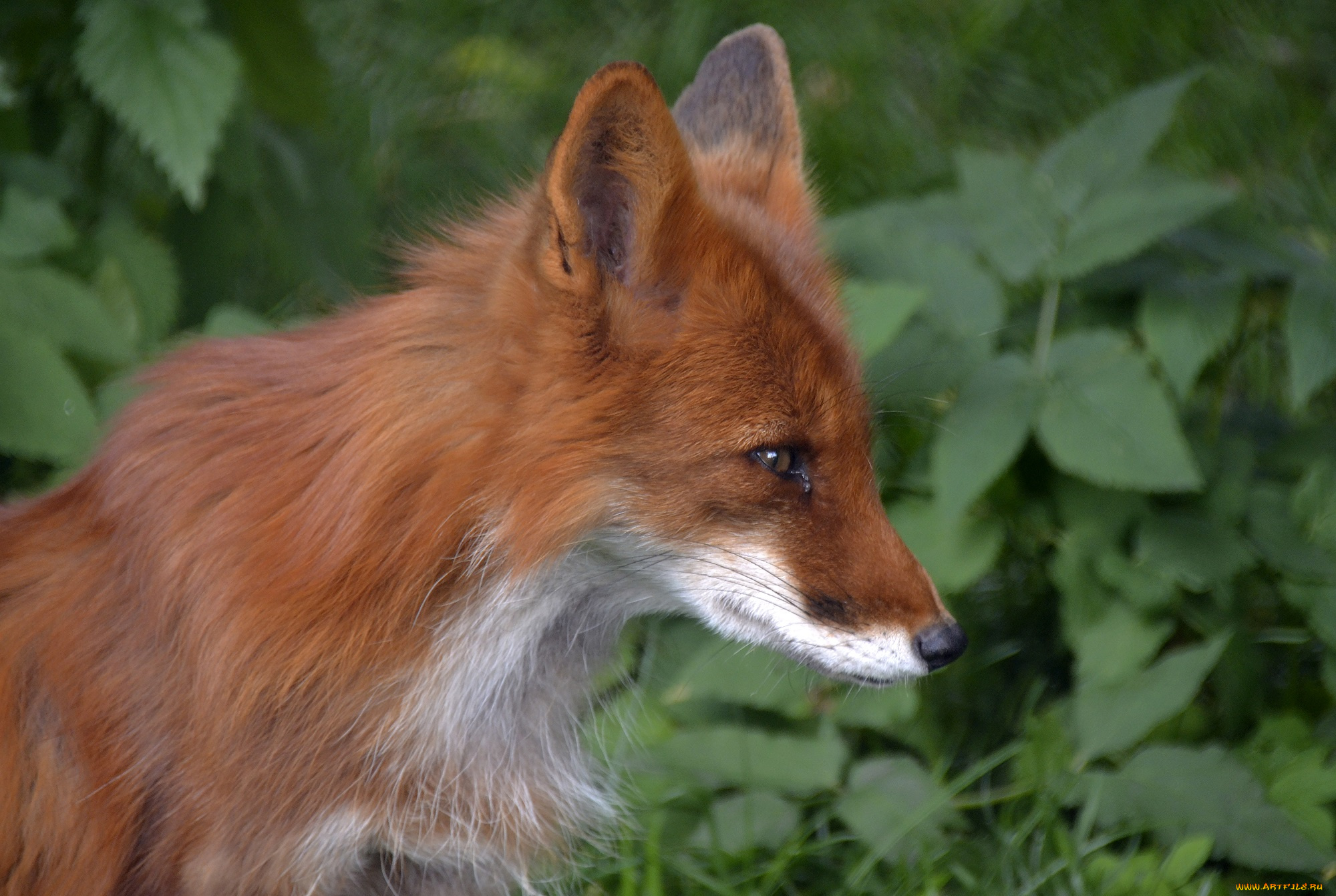 животные, лисы, москва, хищник, июль, лето, лиса, зоопарк, город