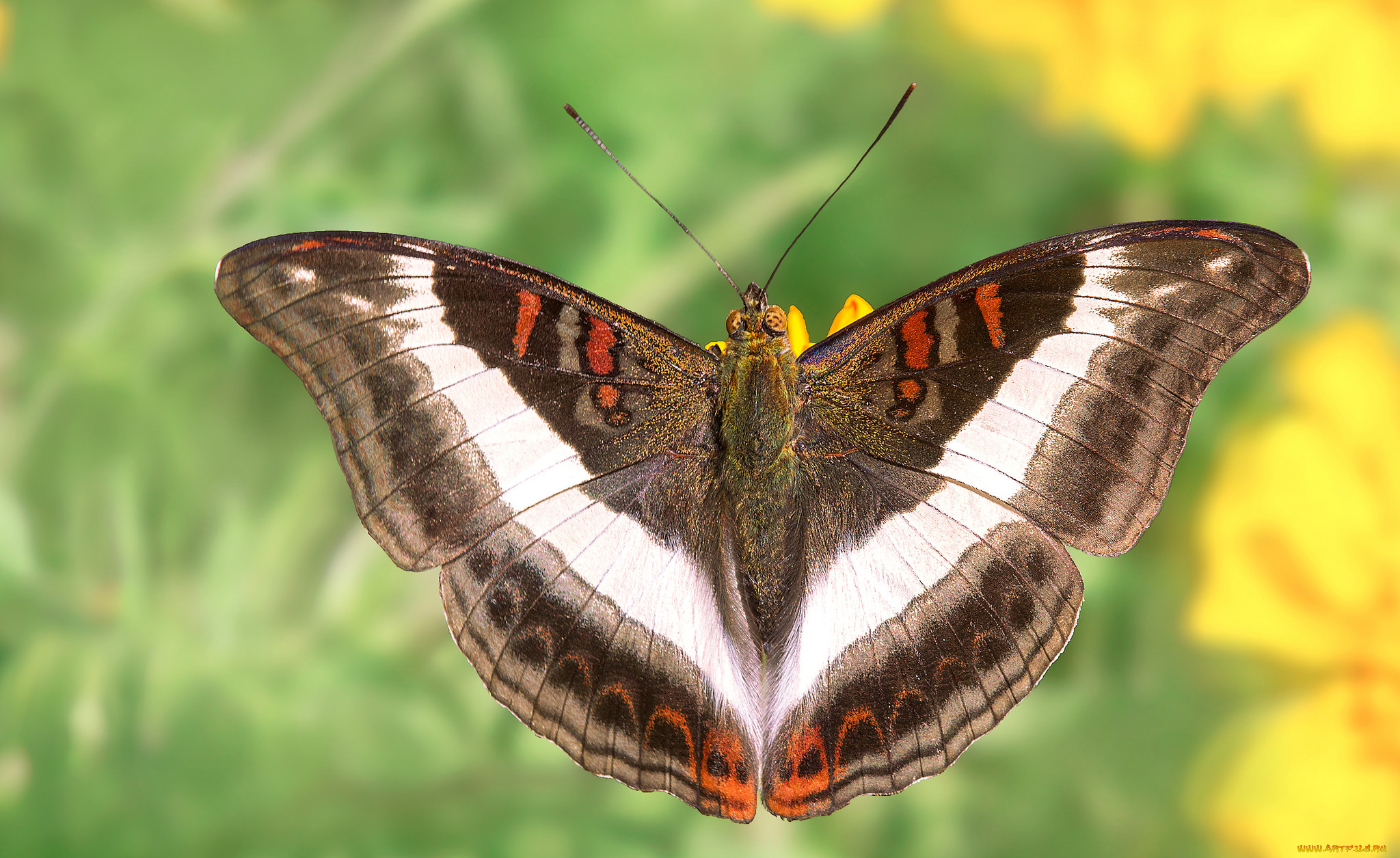 животные, бабочки, , мотыльки, , моли, бабочка