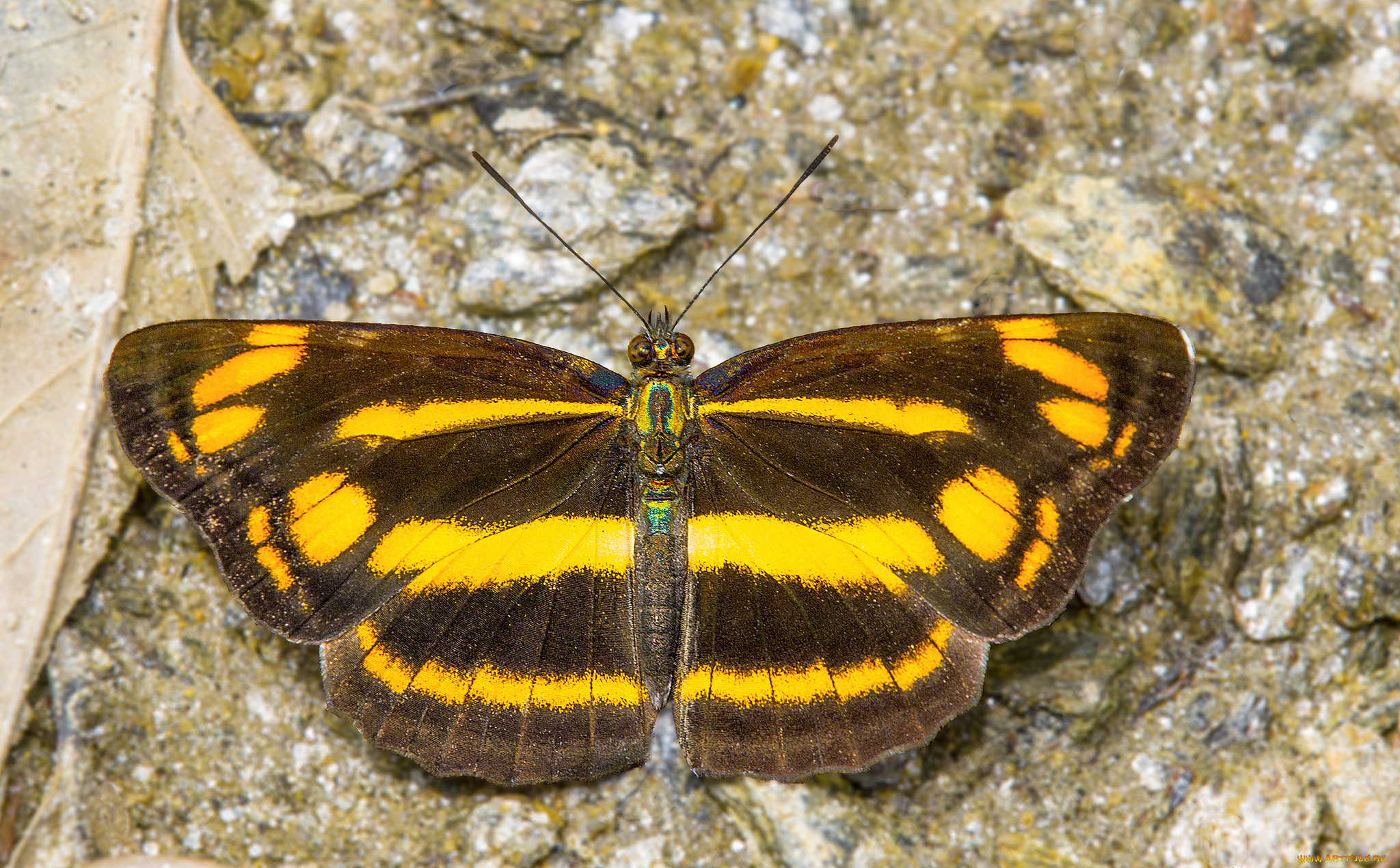 животные, бабочки, , мотыльки, , моли, бабочка