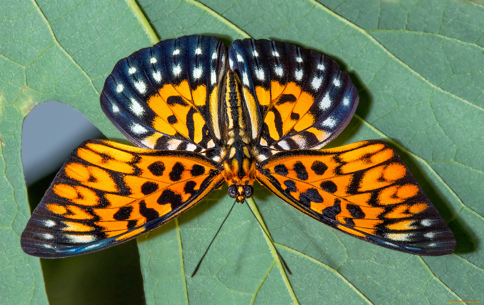 животные, бабочки, , мотыльки, , моли, бабочка