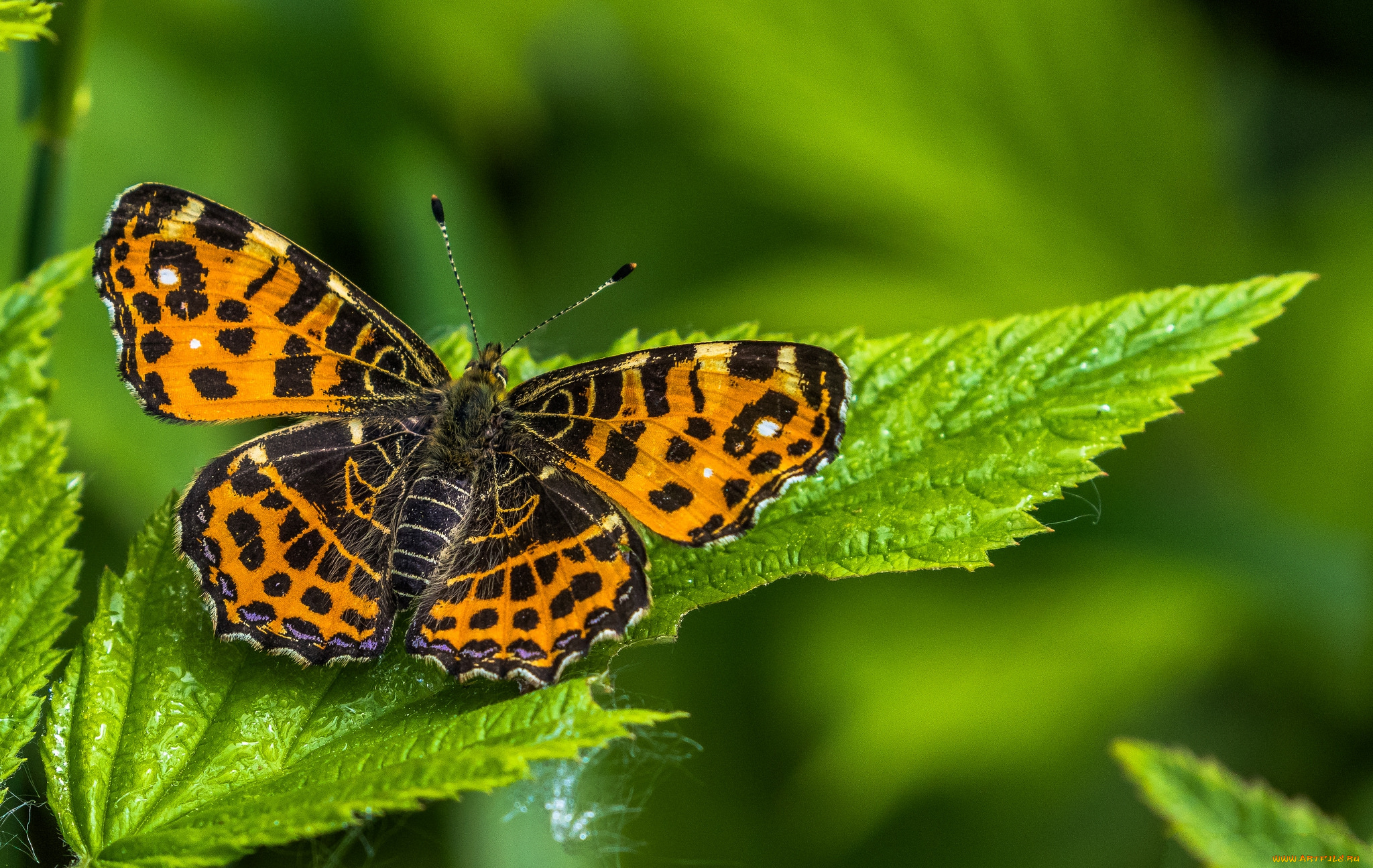 животные, бабочки, , мотыльки, , моли, бабочка