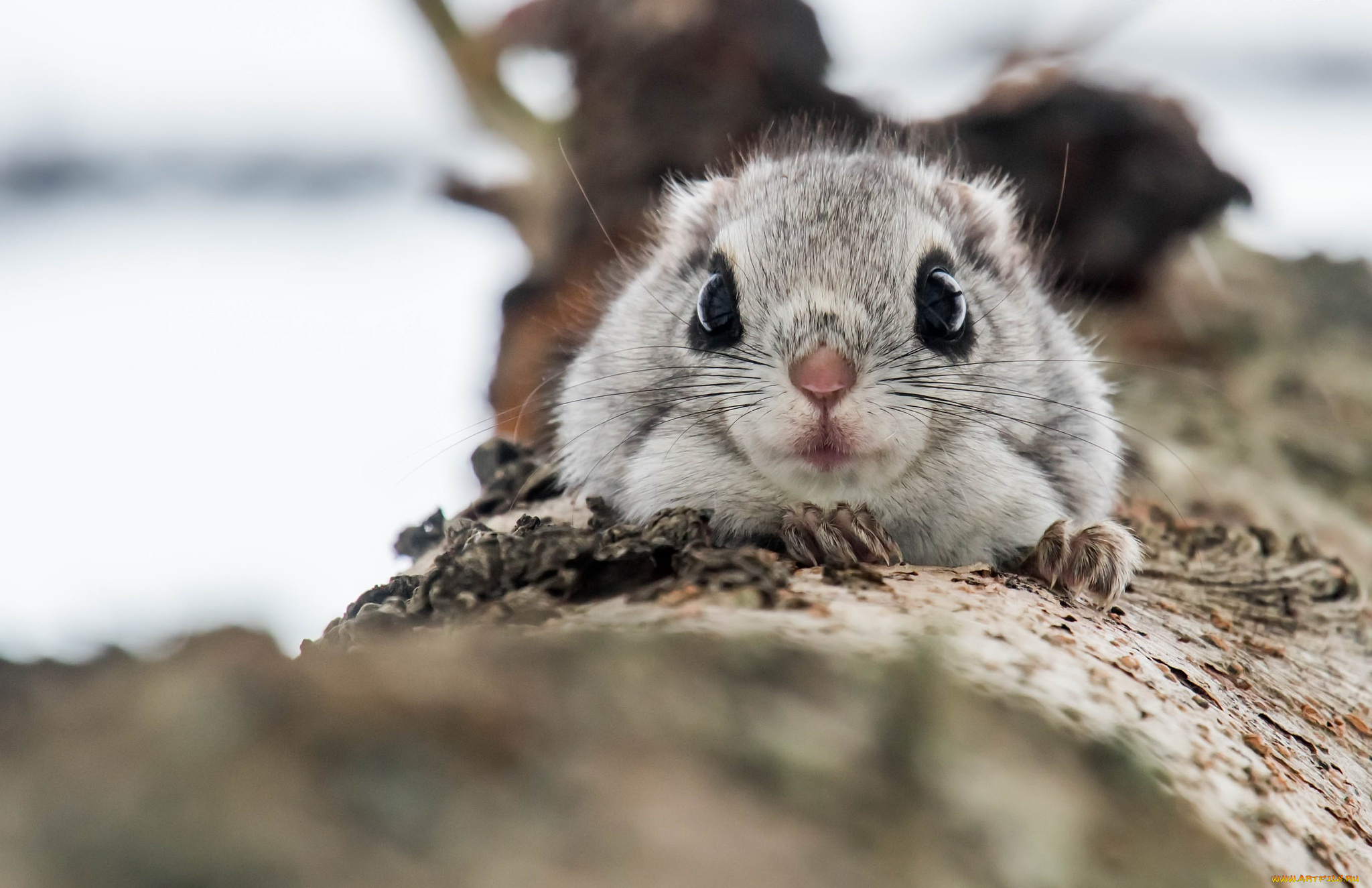 животные, белки, обыкновенная, летяга, белка, природа