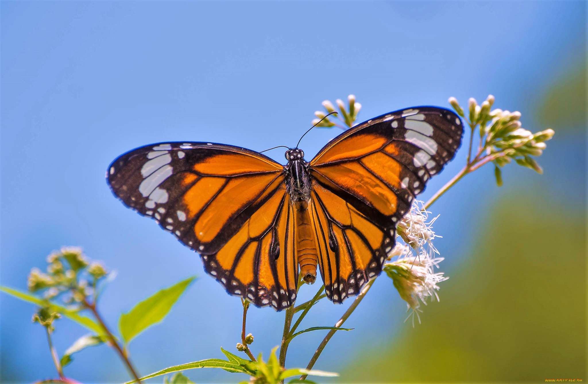 животные, бабочки, , мотыльки, , моли, бабочка