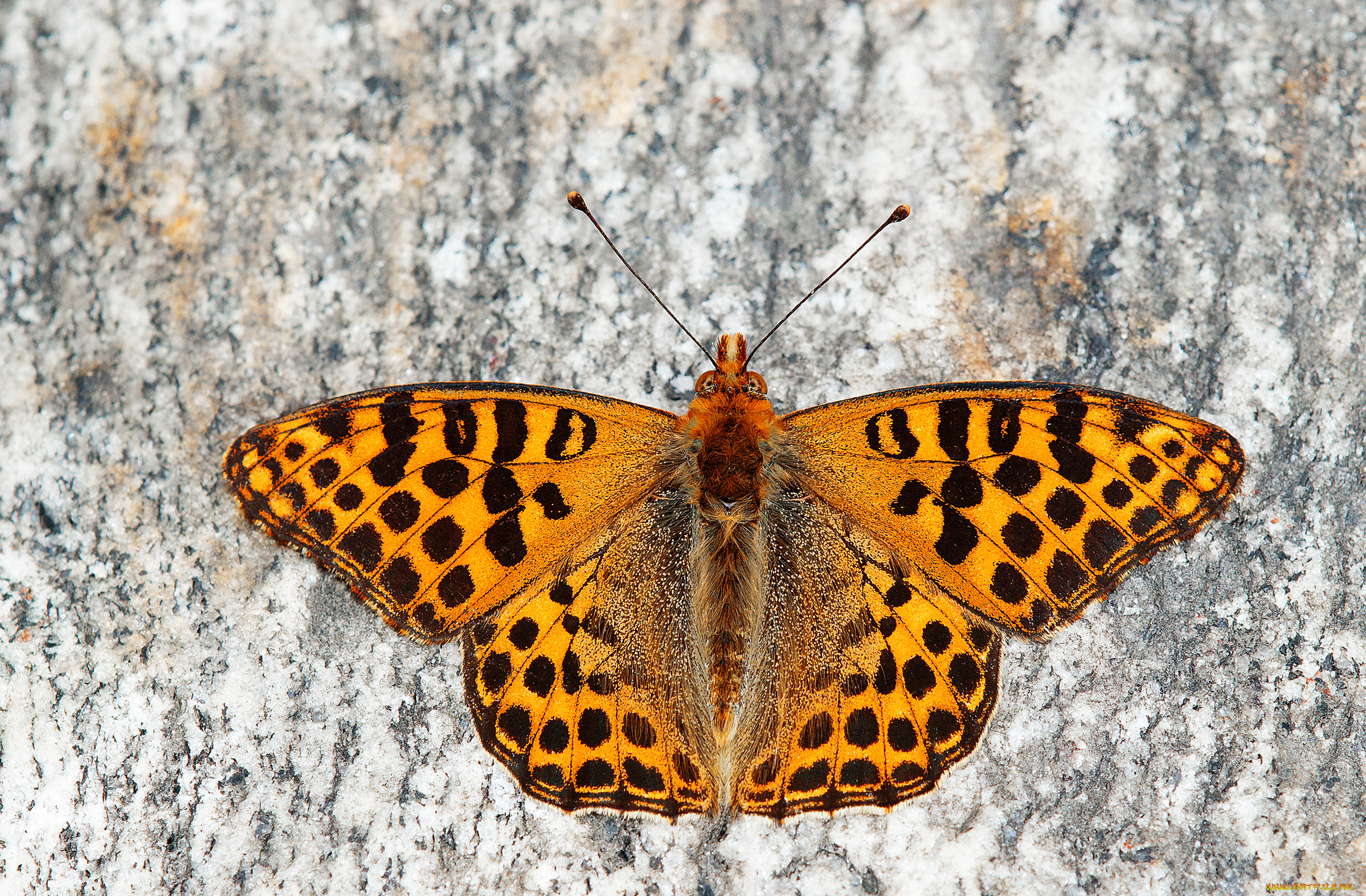 животные, бабочки, , мотыльки, , моли, бабочка