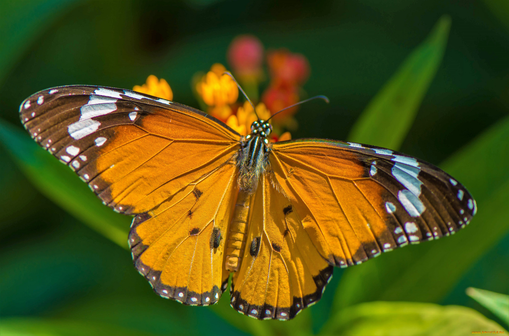 животные, бабочки, , мотыльки, , моли, бабочка