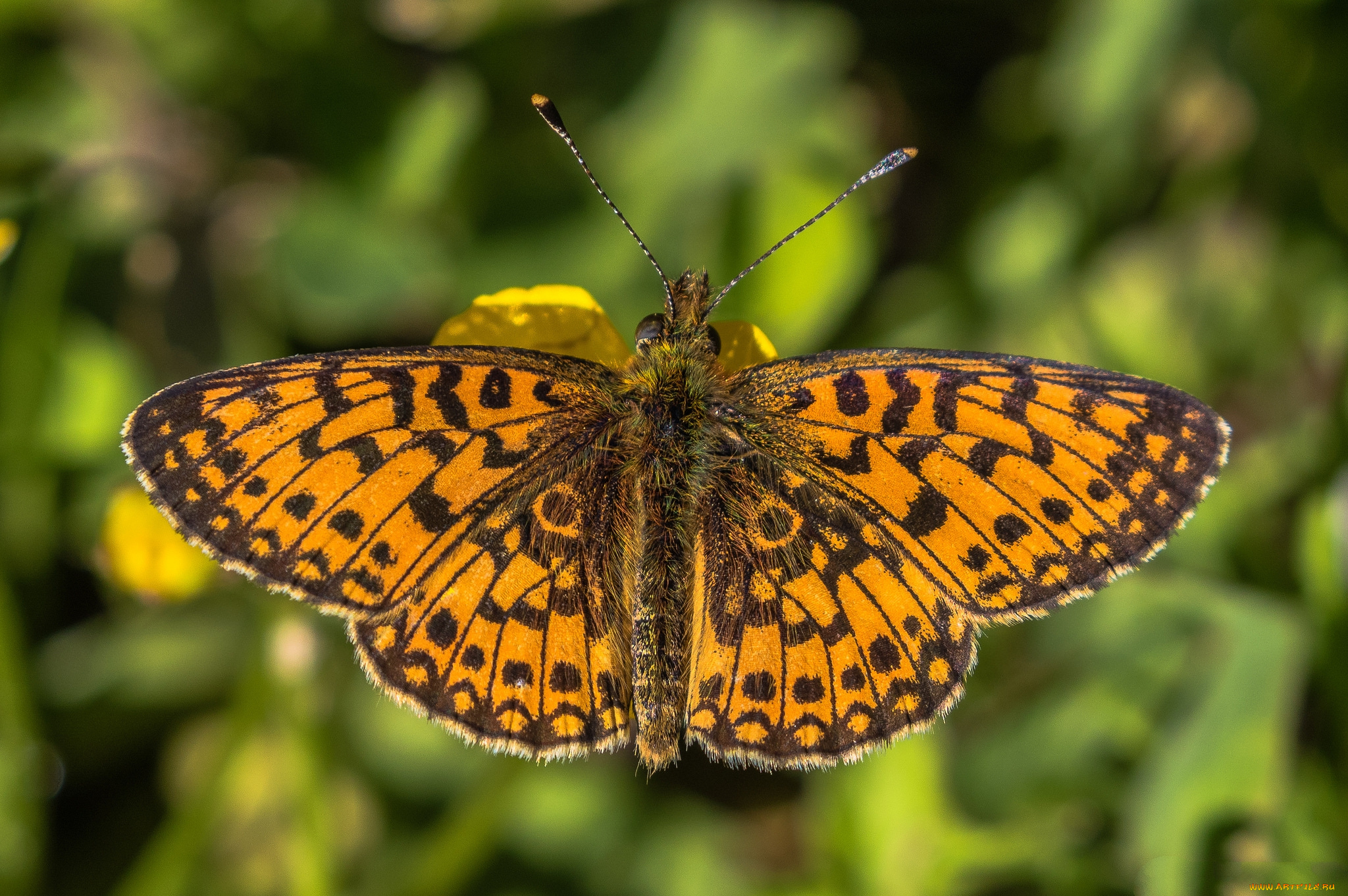 животные, бабочки, , мотыльки, , моли, бабочка