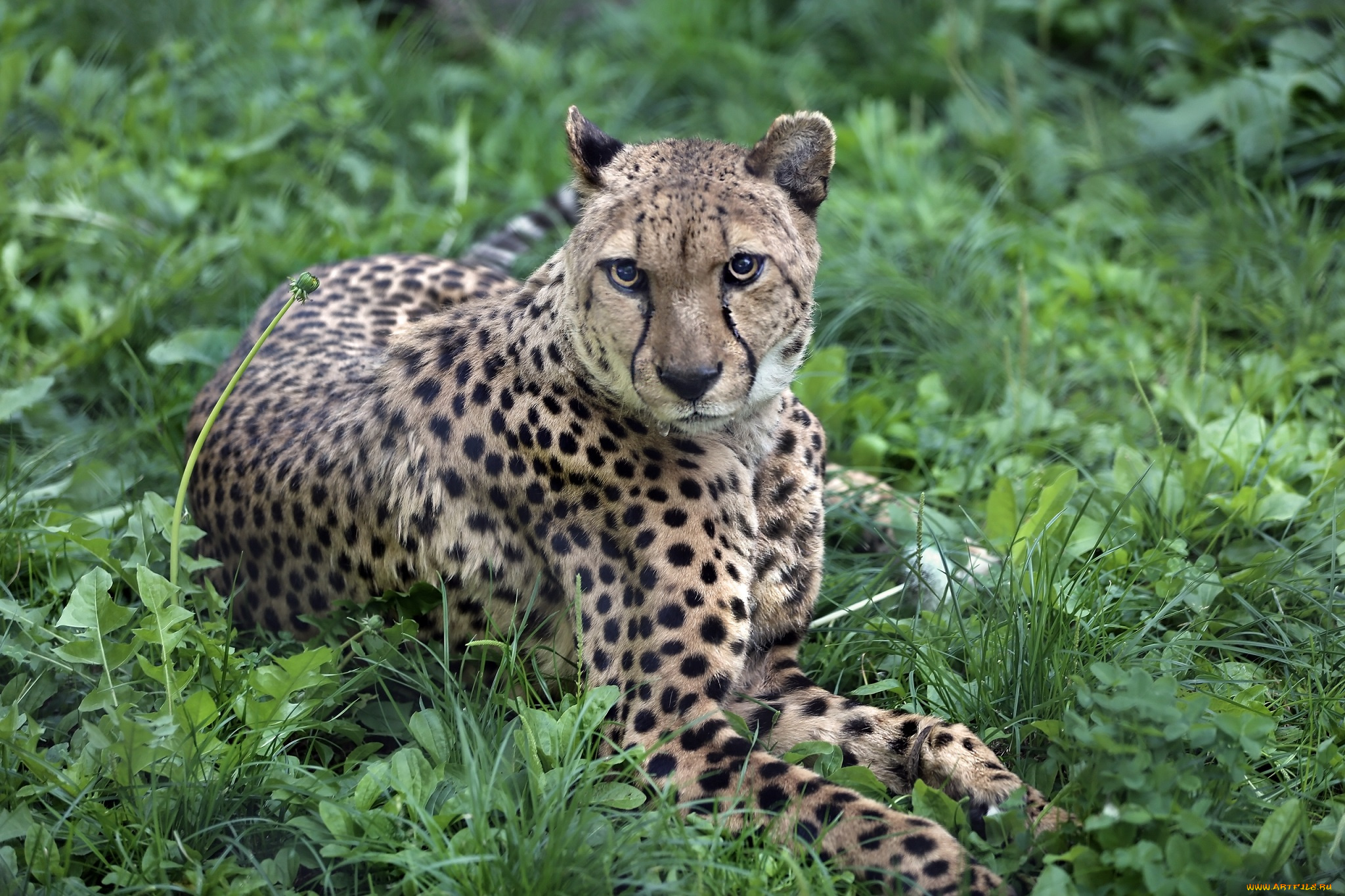 животные, гепарды, животный, мир, солнечно, хвост, природа, лужайка, экзотика, кошачьи, зоопарк, хищник, сюжет, фауна