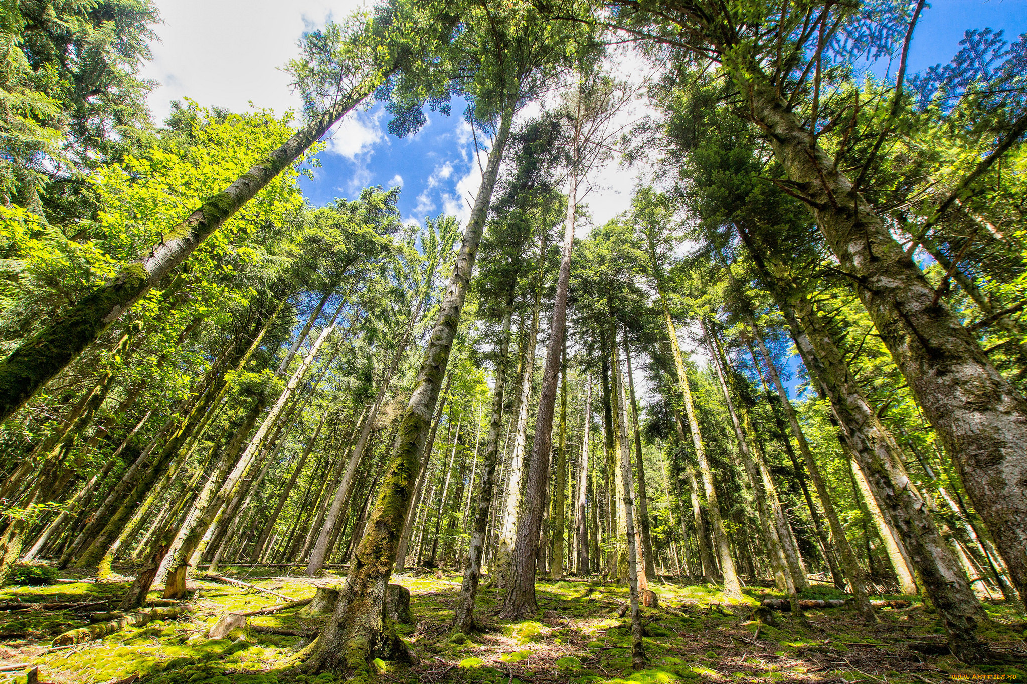 природа, лес, простор