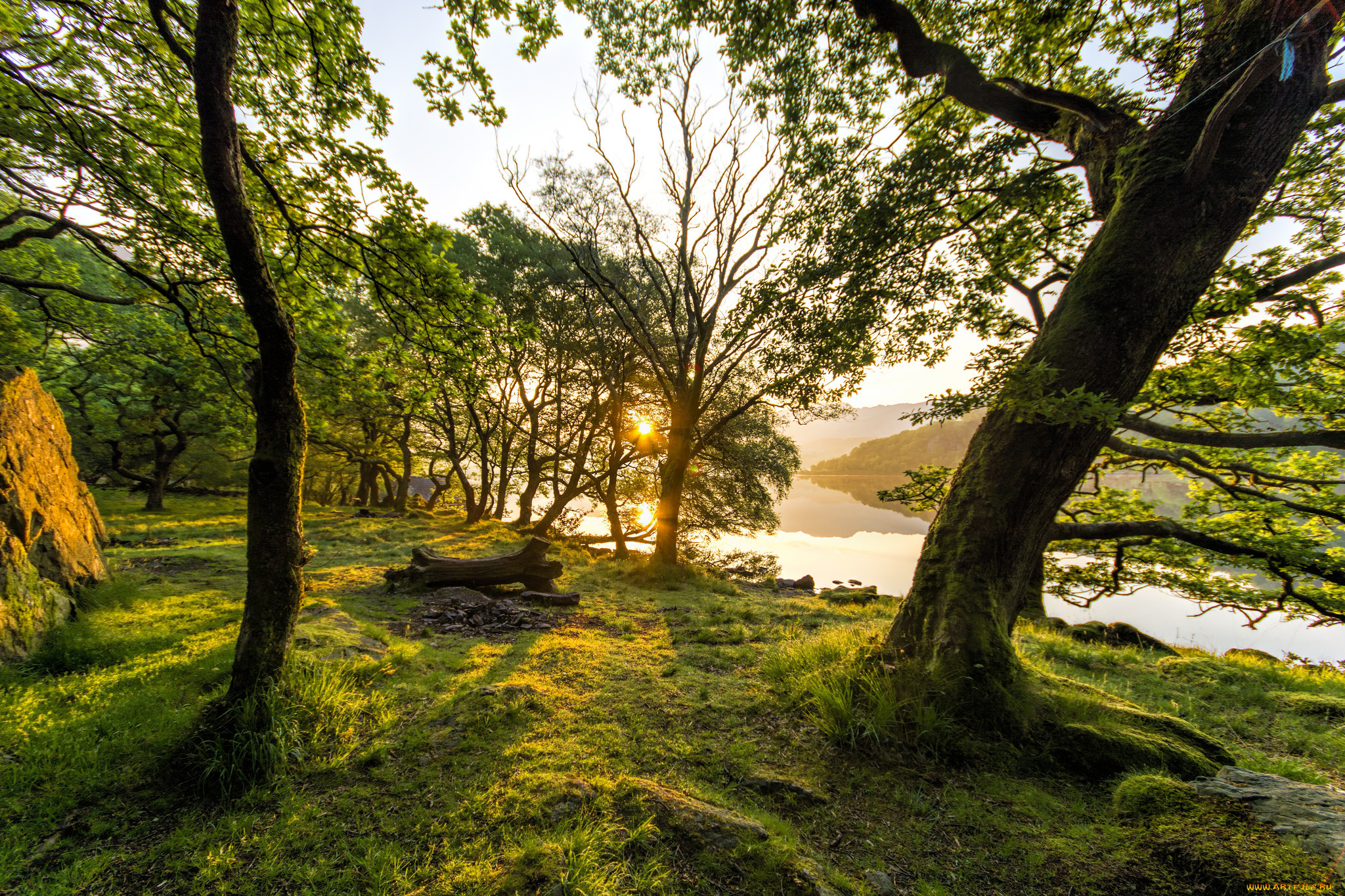 природа, лес, простор