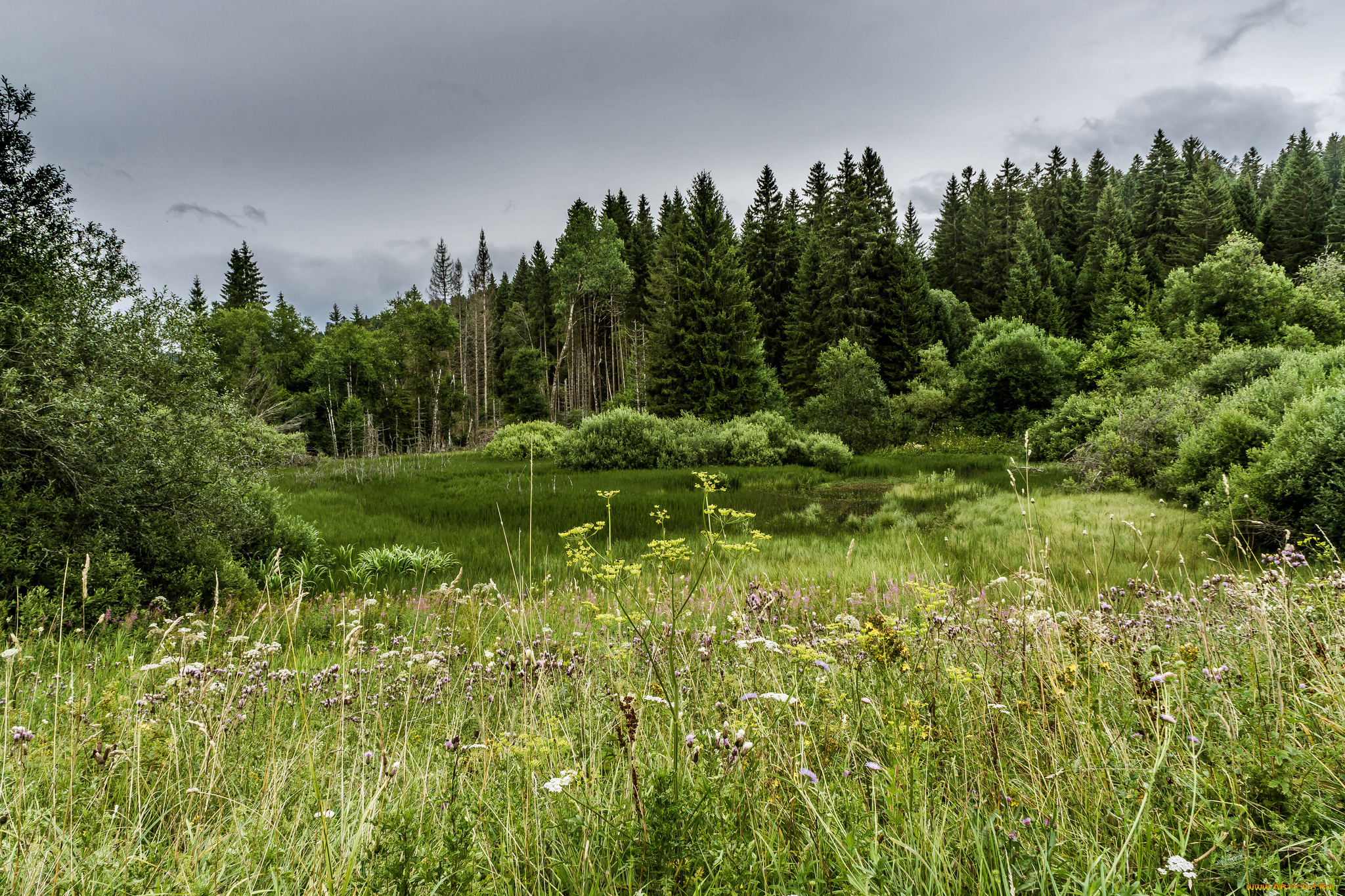 природа, лес, простор