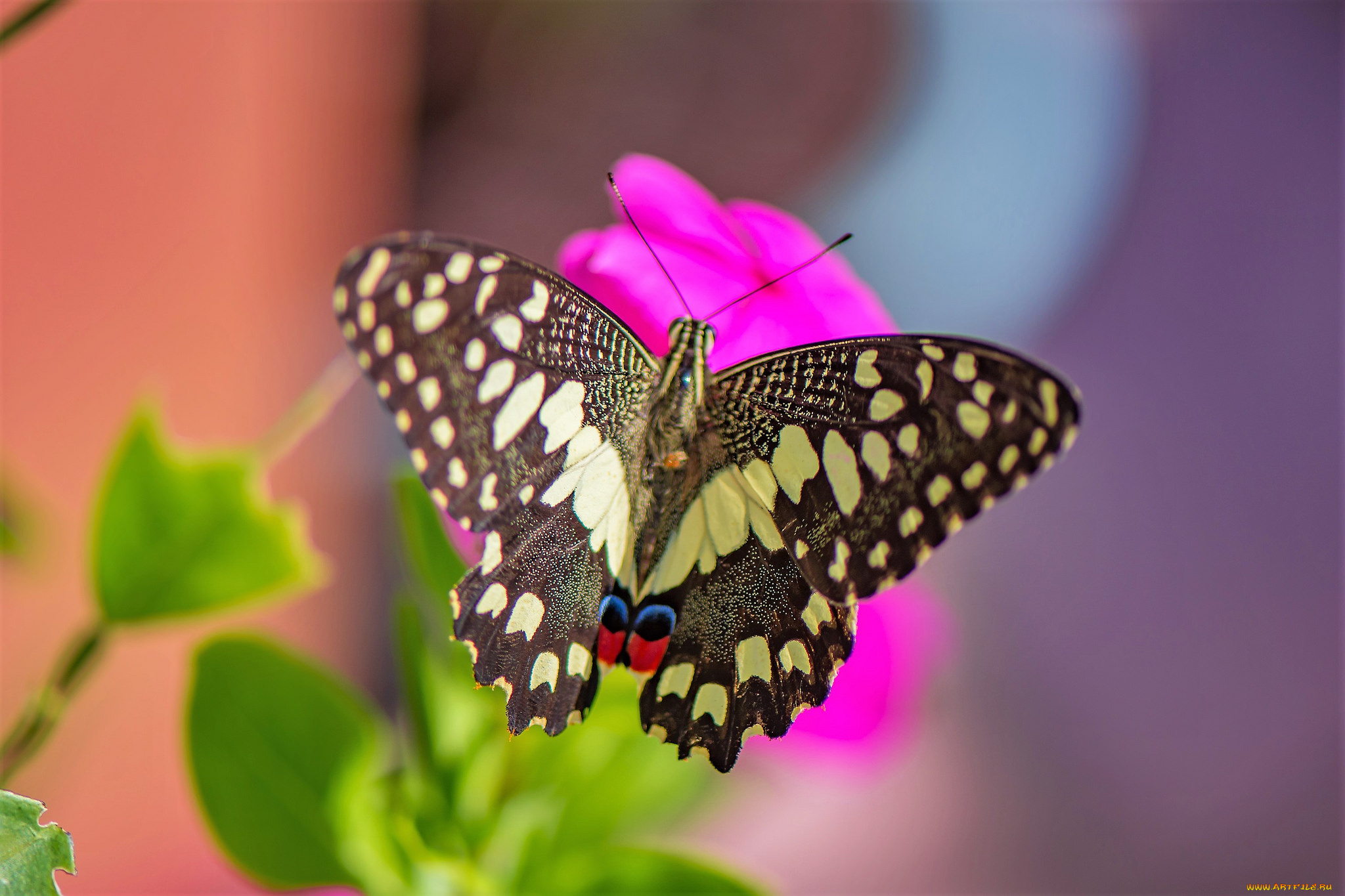 животные, бабочки, , мотыльки, , моли, бабочка