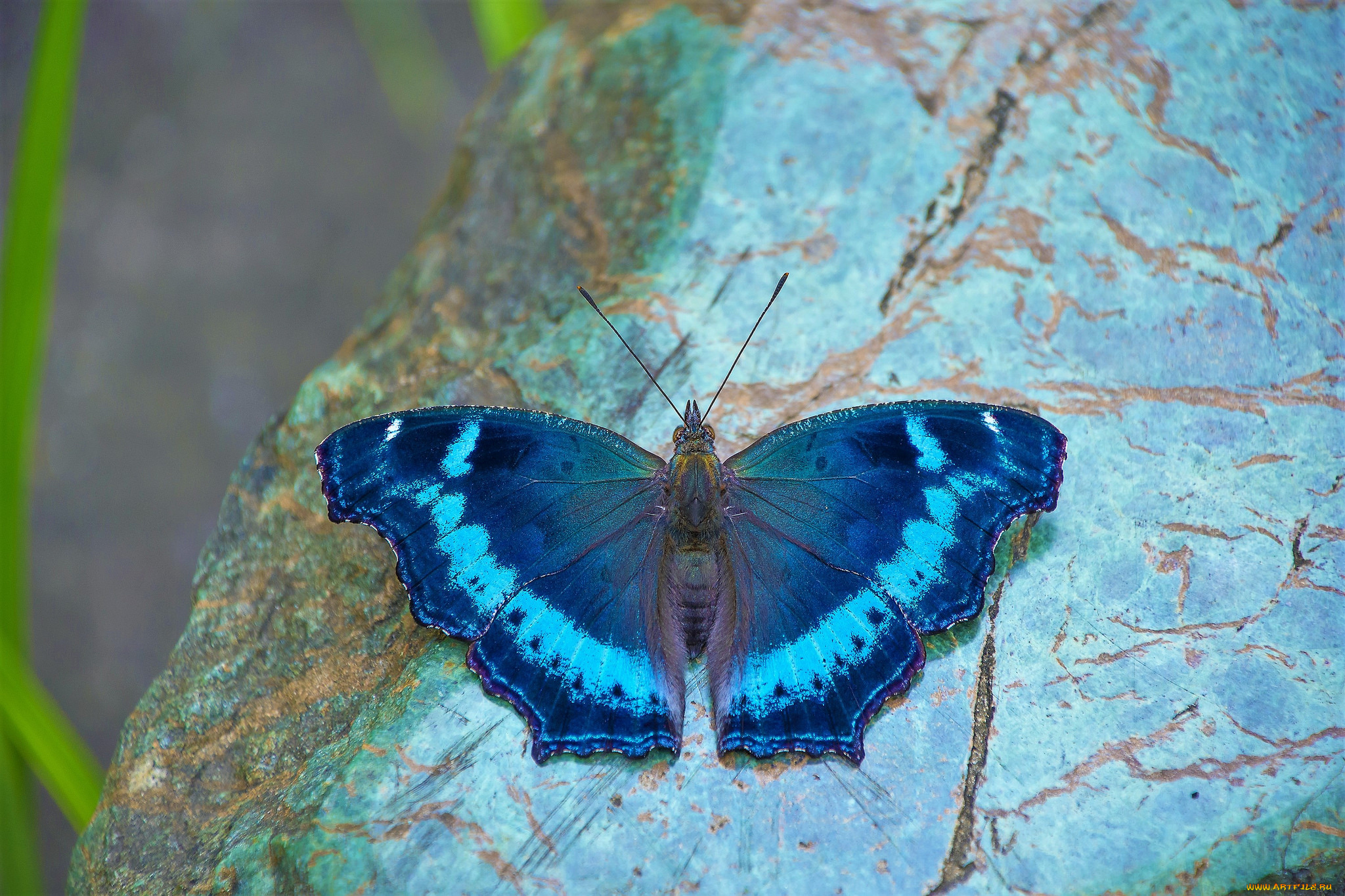 животные, бабочки, , мотыльки, , моли, бабочка