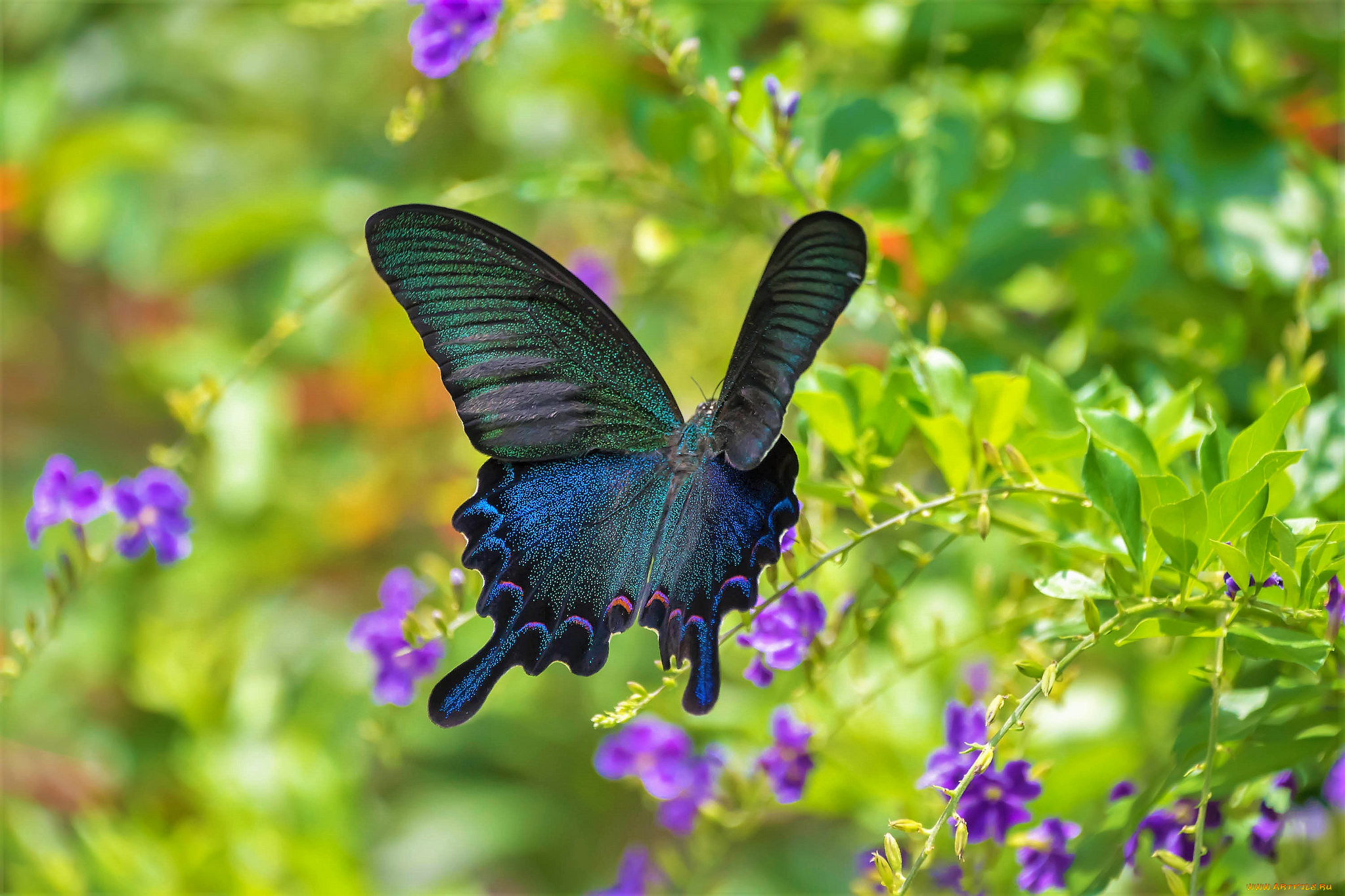 животные, бабочки, , мотыльки, , моли, бабочка