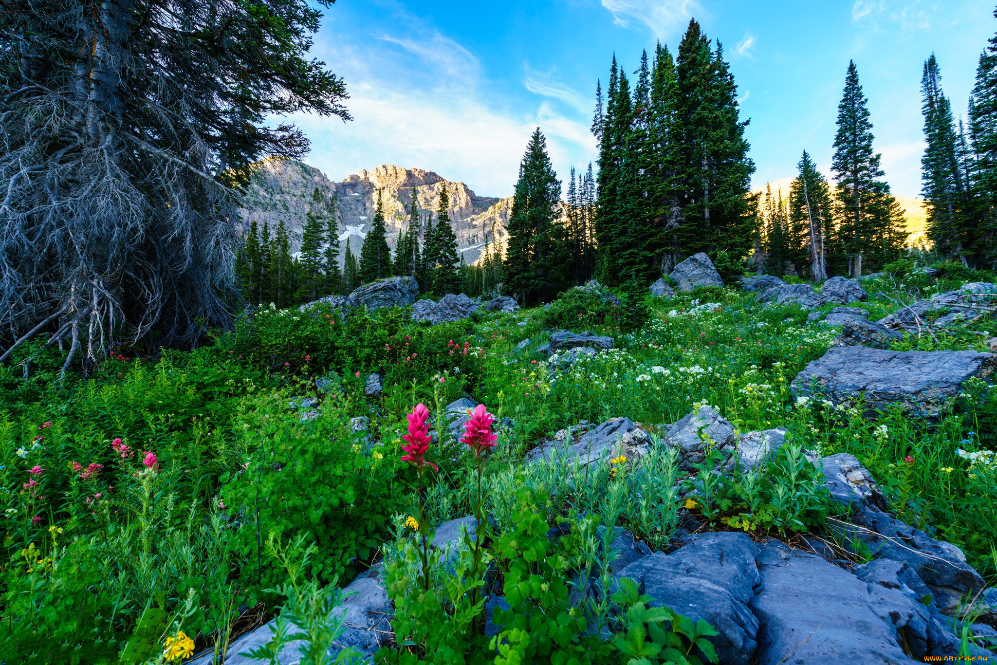 природа, луга, простор