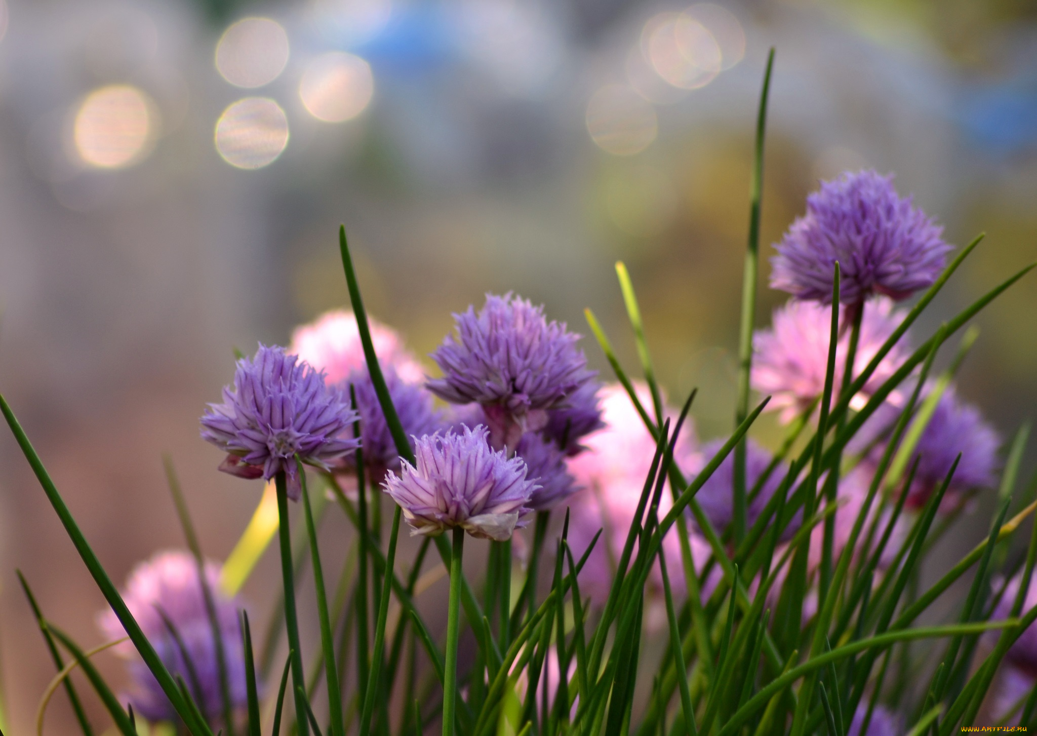 цветы, аллиум, , декоративный, лук, сиреневый, природа, цветение, цветущий, лук