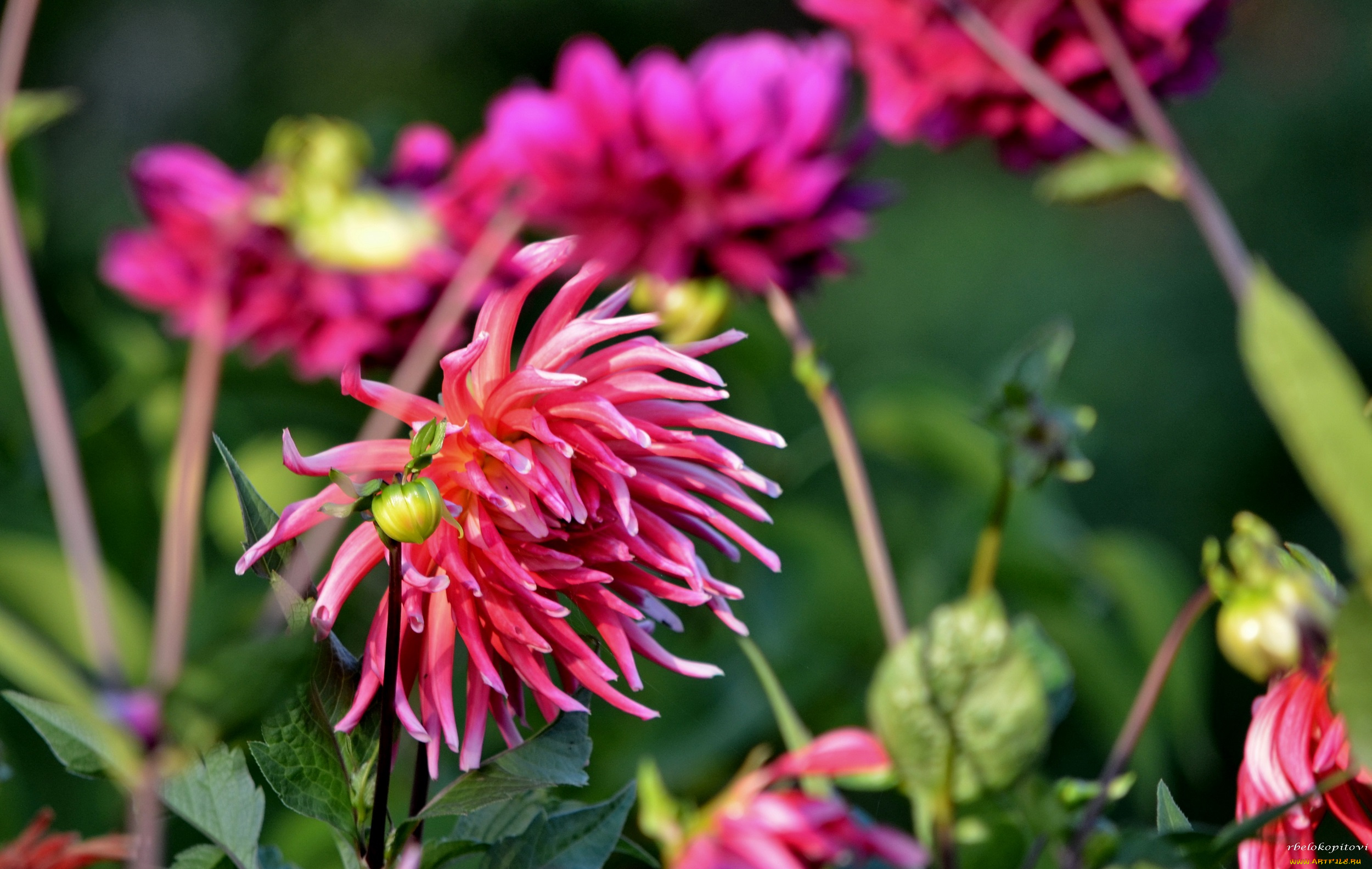 цветы, георгины, лепестки, бутоны, цветение, георгин