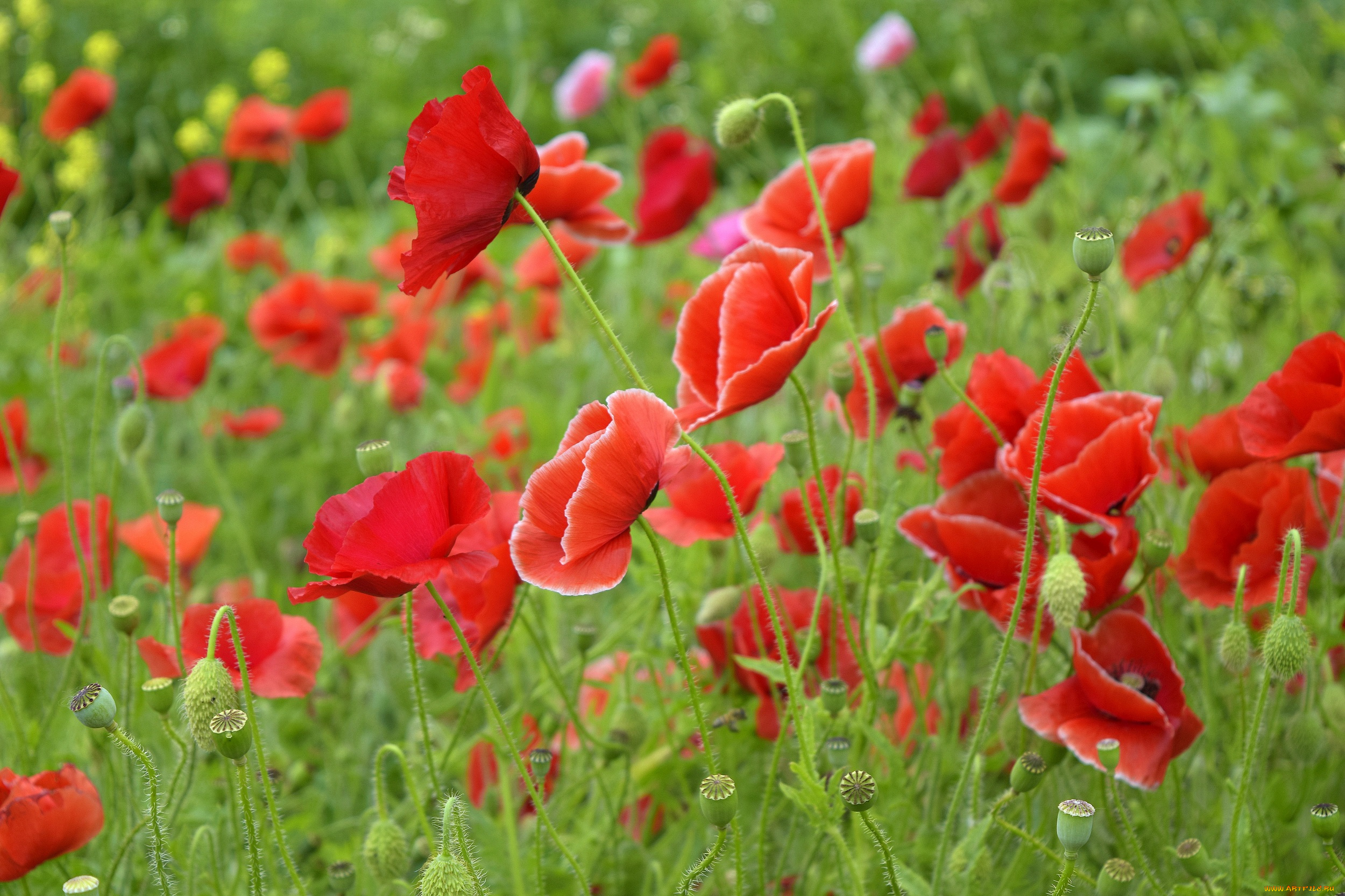 цветы, маки, природа, красота