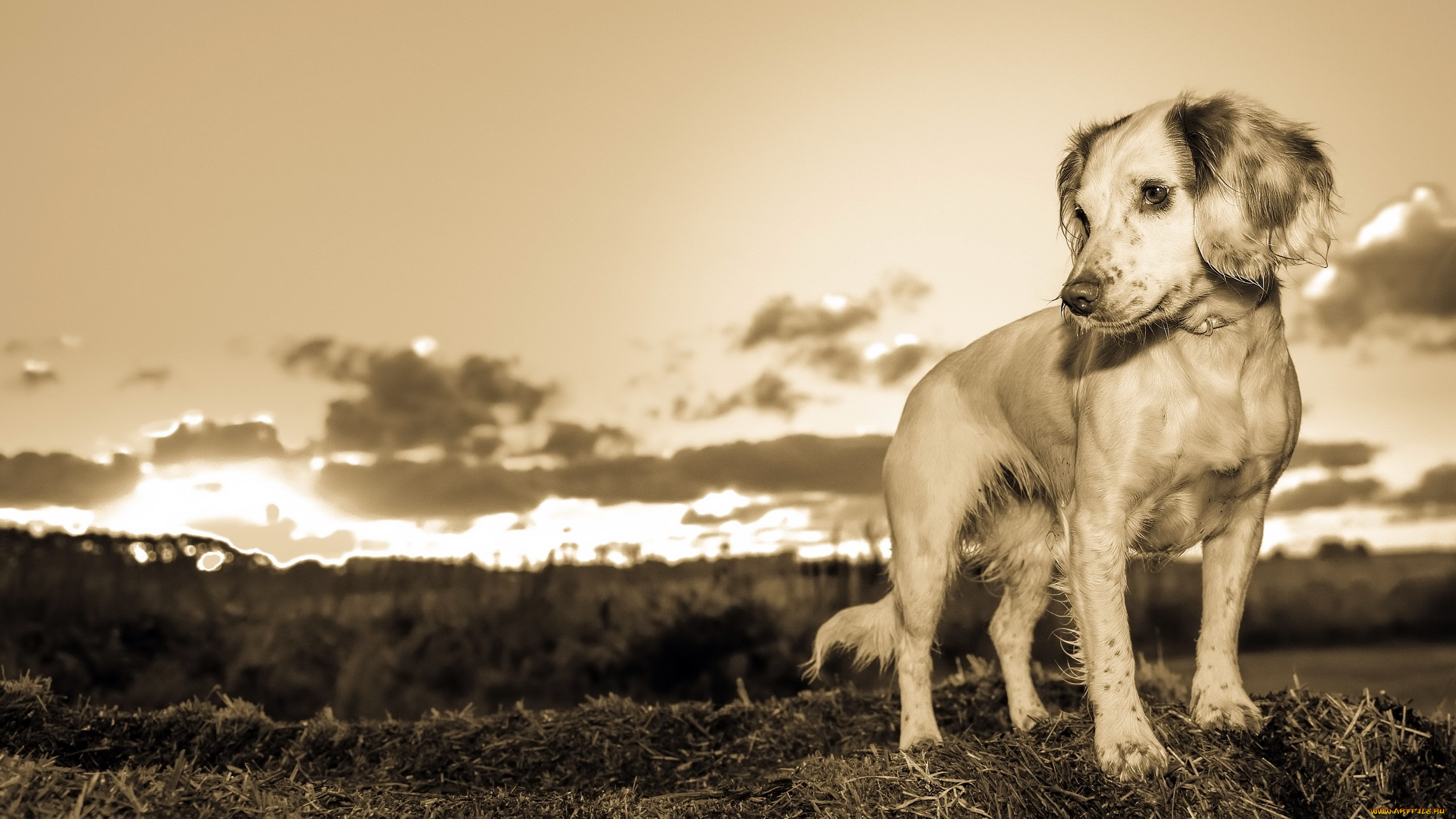 животные, собаки, взгляд, природа, собака