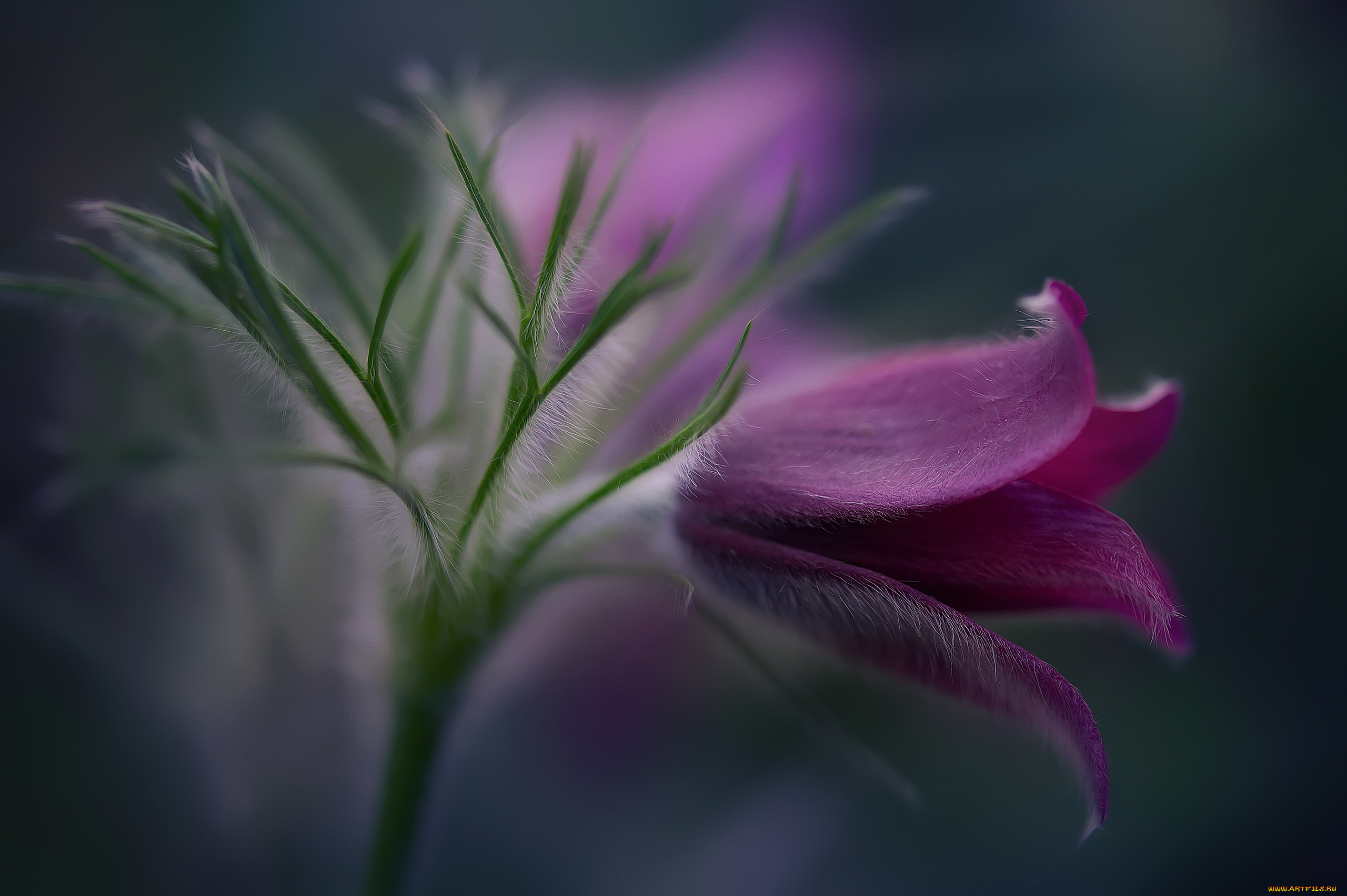 цветы, анемоны, , сон-трава, весна, сон-трава, природа