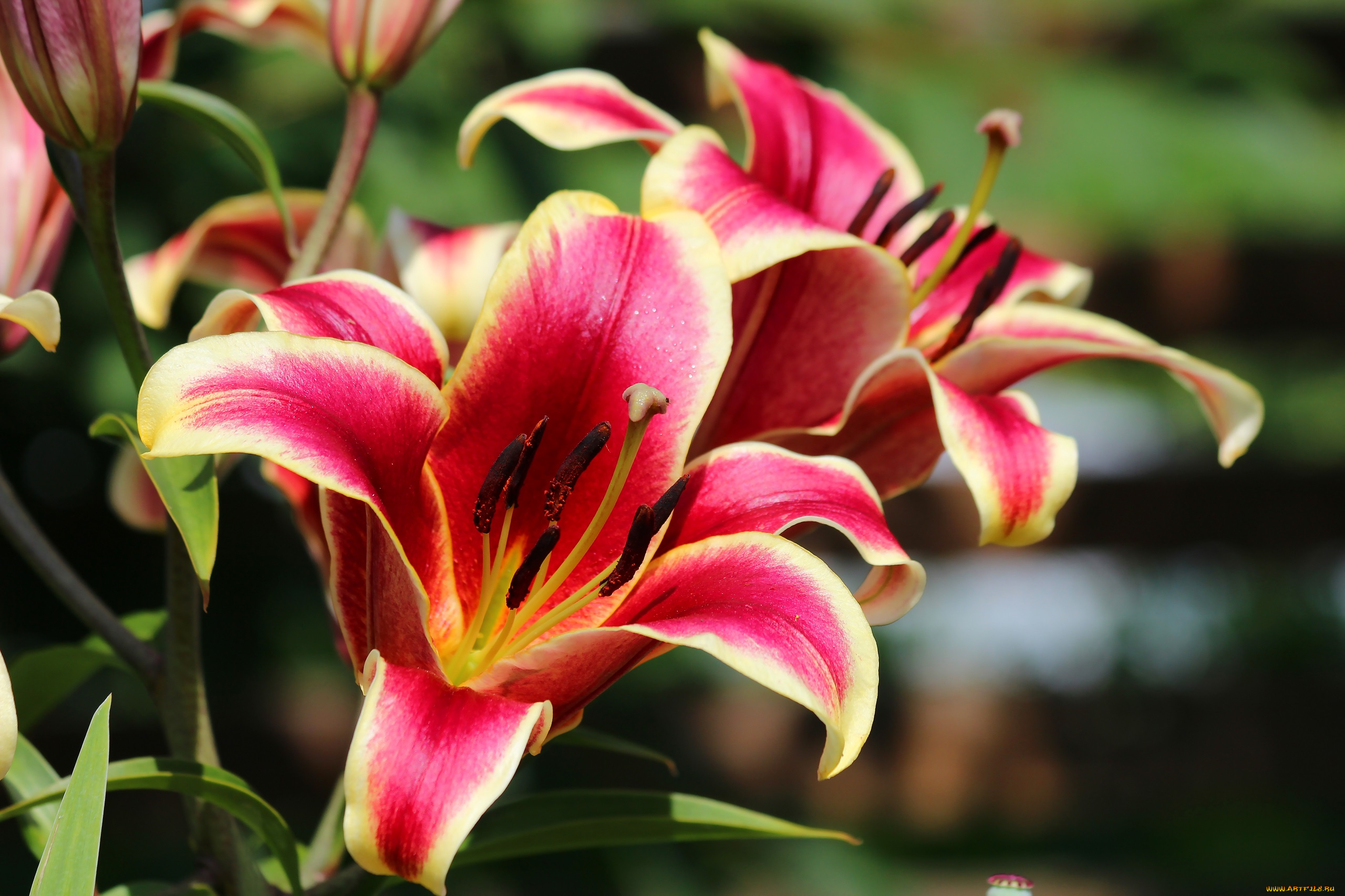 цветы, лилии, , лилейники, цветение, природа, красота, лето, дача