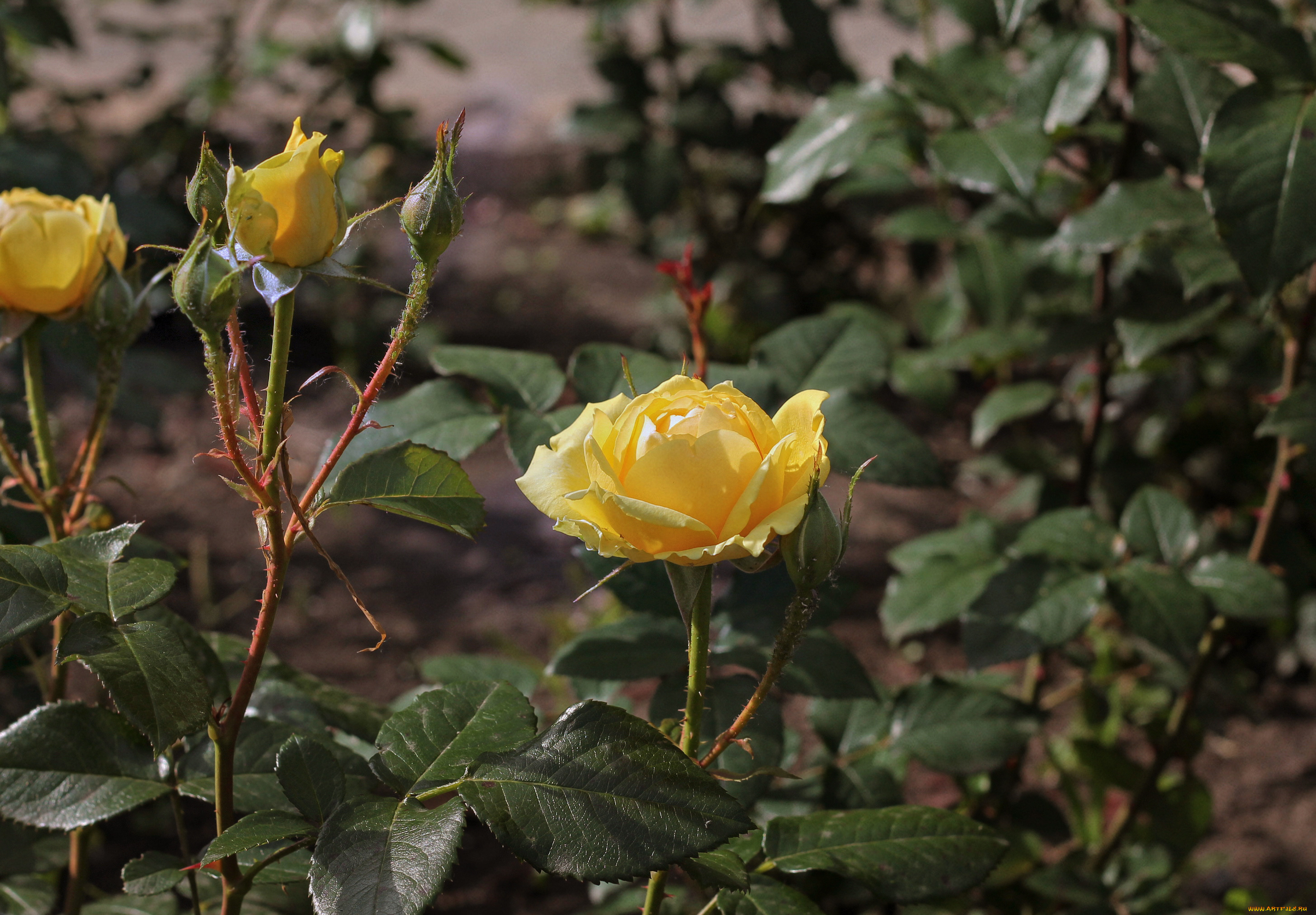 цветы, розы, город, клумба, лето, природа