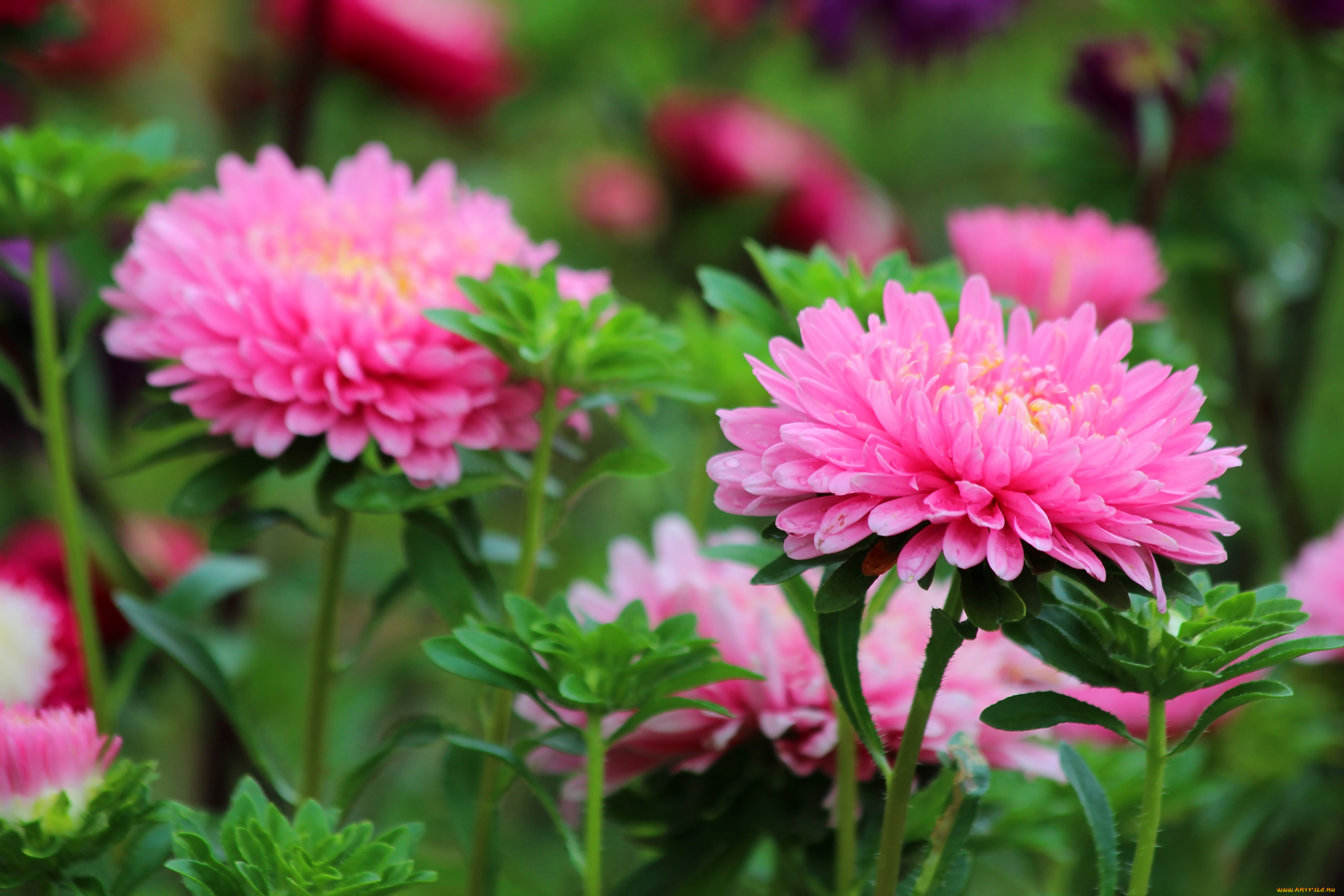 цветы, астры, цветение, красота, лето, дача, астра, август, posnadezhda, природа