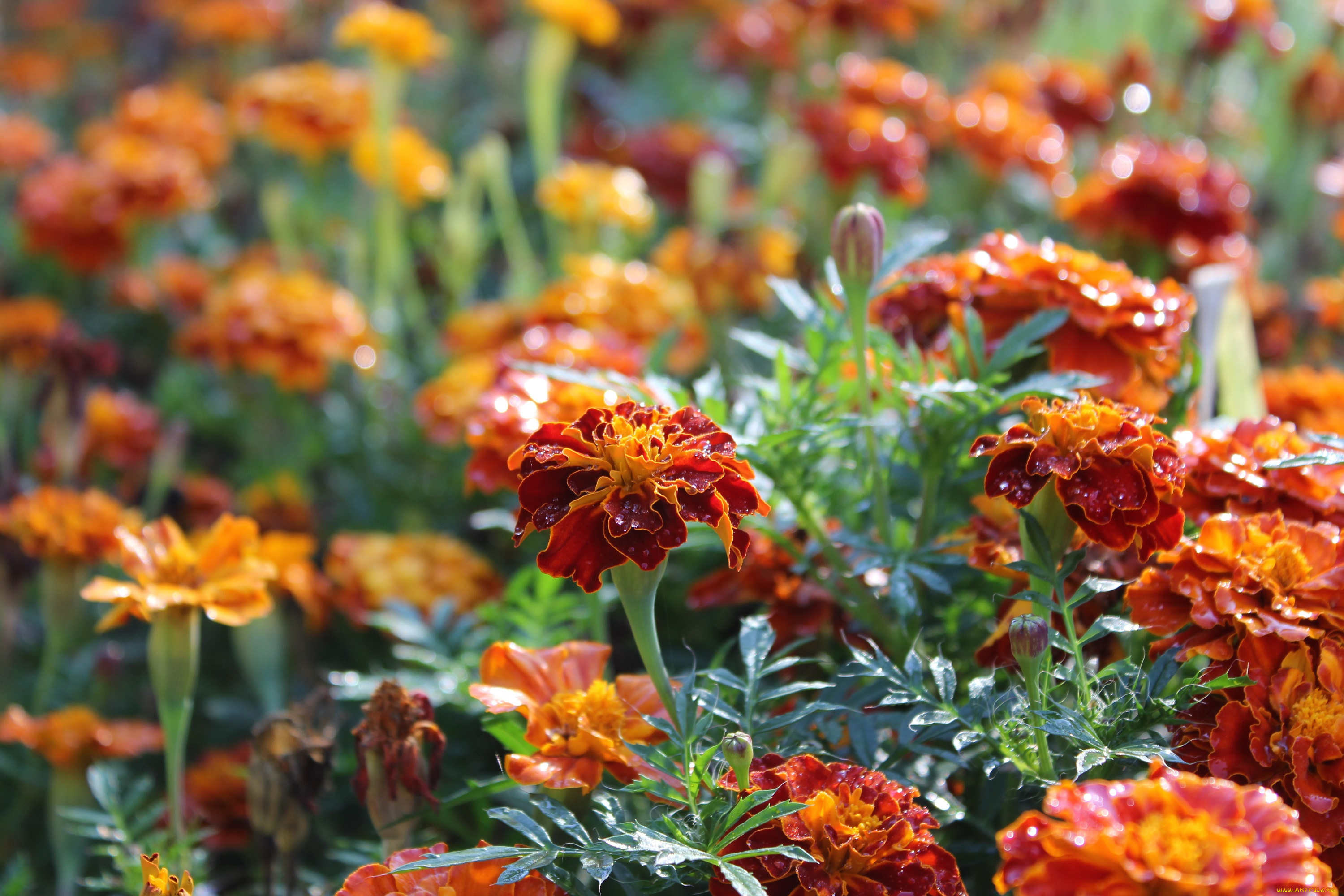 цветы, бархатцы, август, флора, лето, листья, лепестки, растение