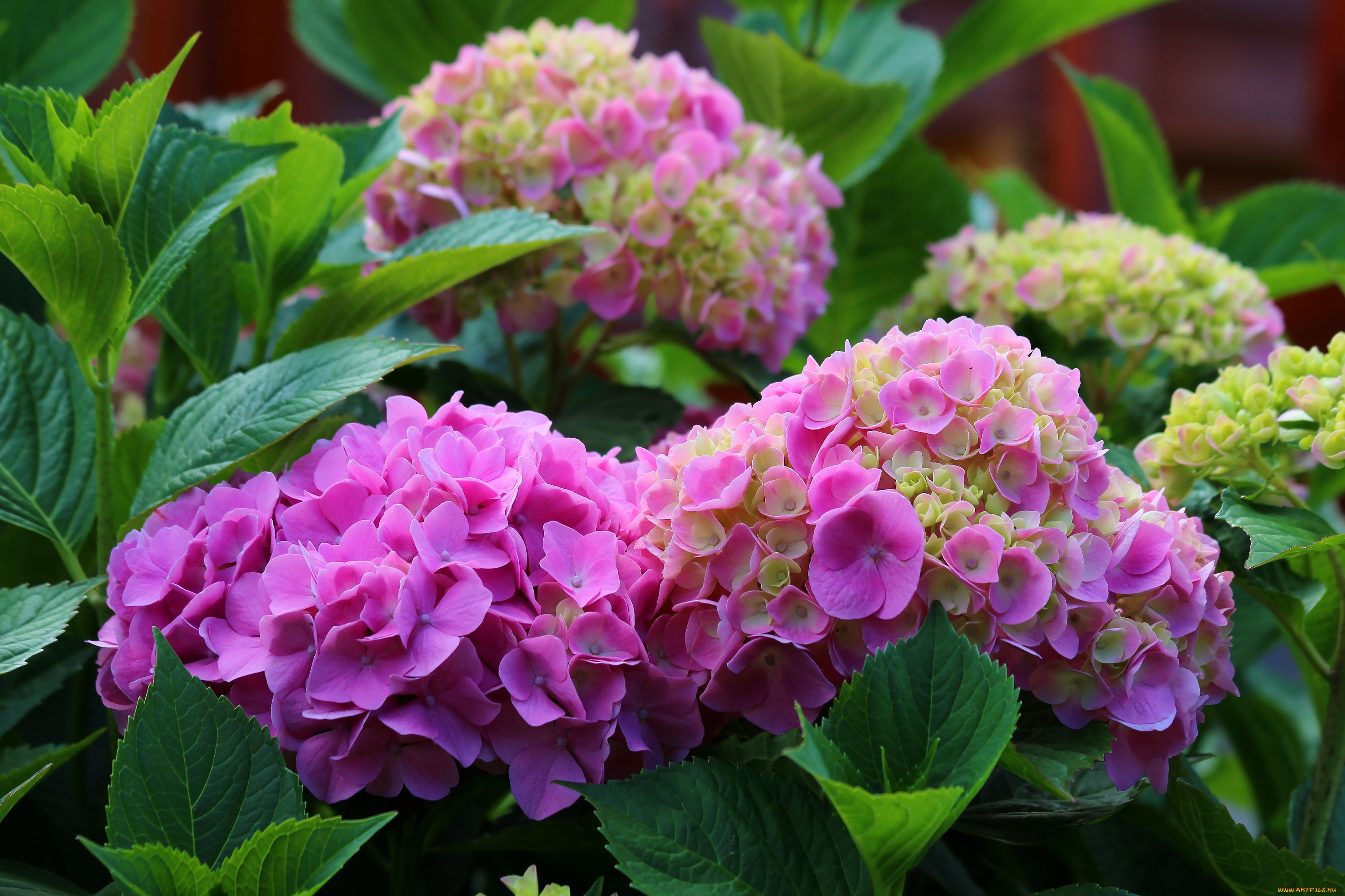 цветы, гортензия, цветение, природа, лето, красота, дача