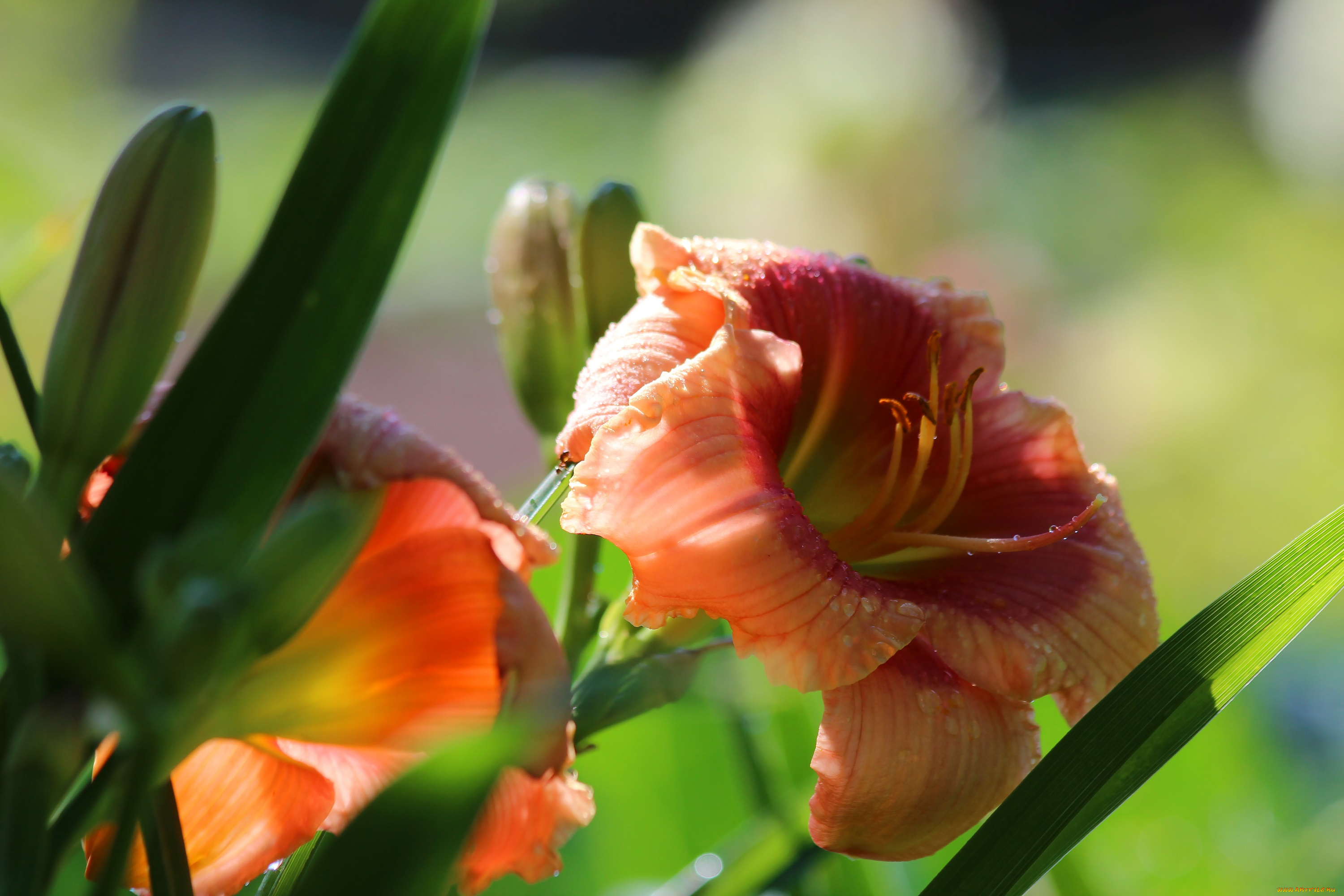 цветы, лилии, , лилейники, petals, bloom, lily, лепестки, цветение