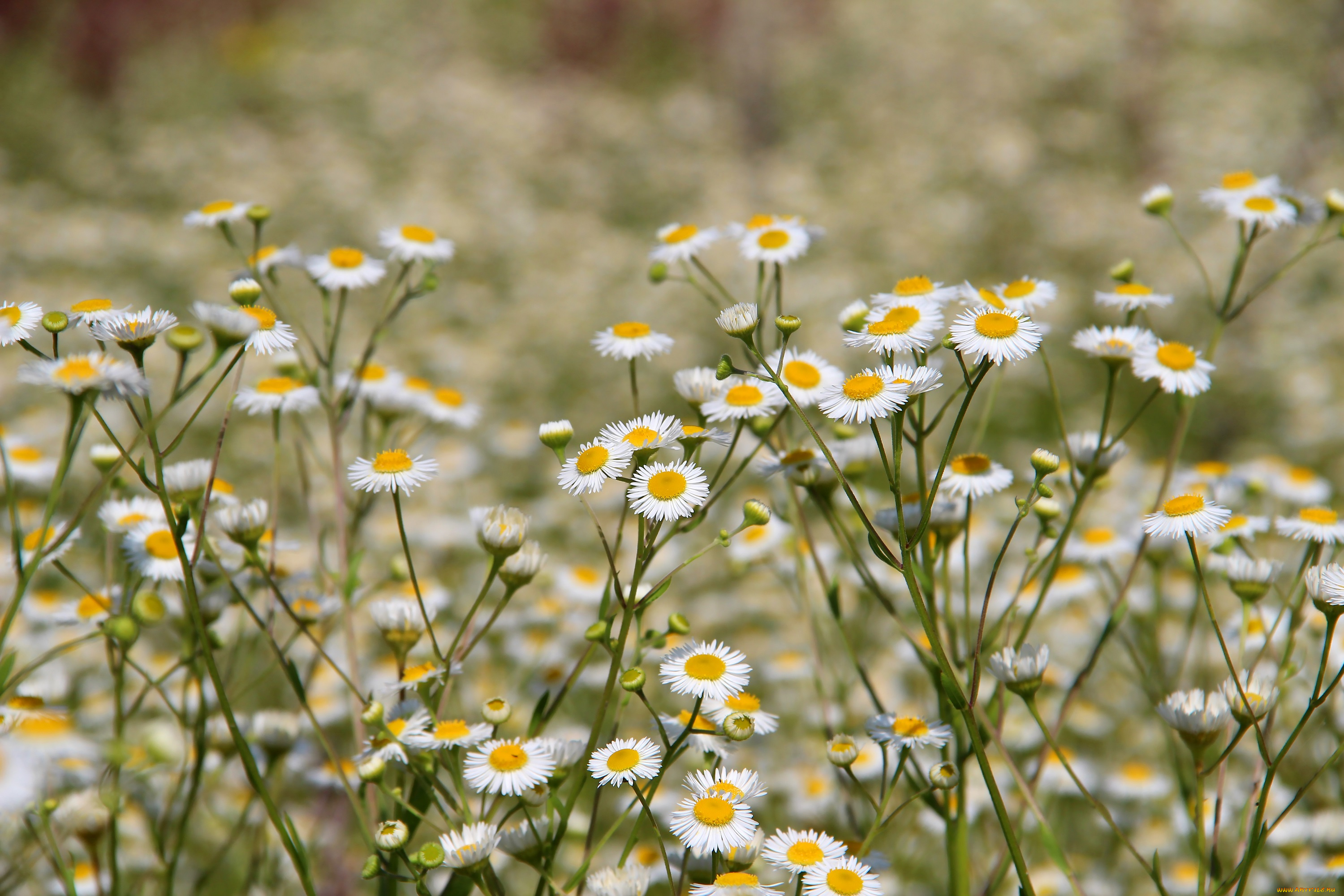 цветы, луговые, , полевые, , цветы, природа, красота, лето