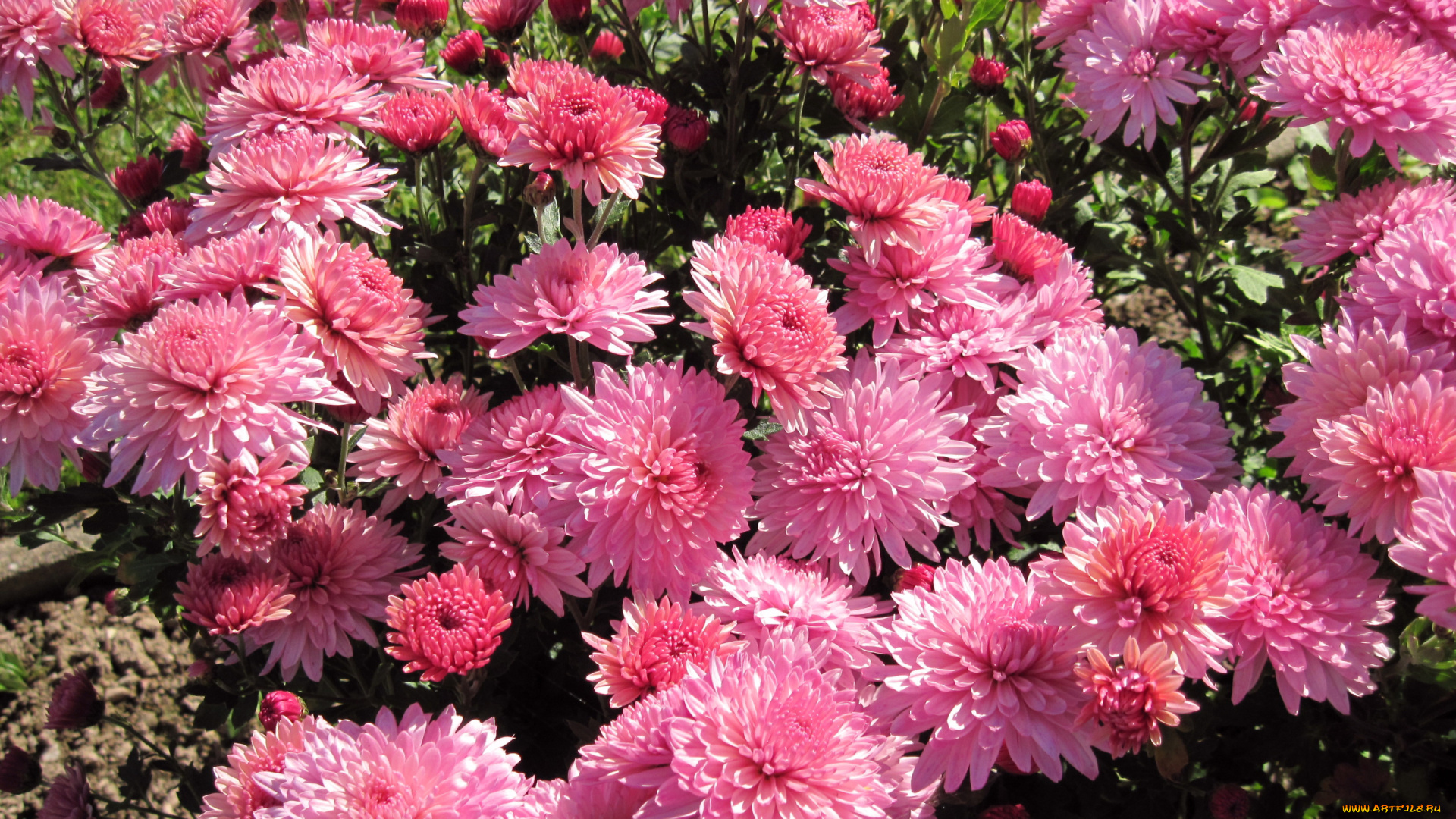 цветы, хризантемы, розовые